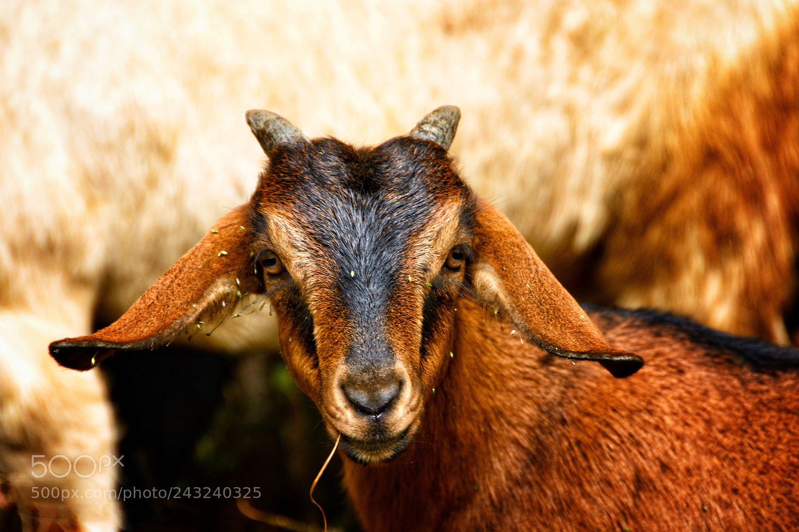 Nikon D7200 sample photo. Goat photography