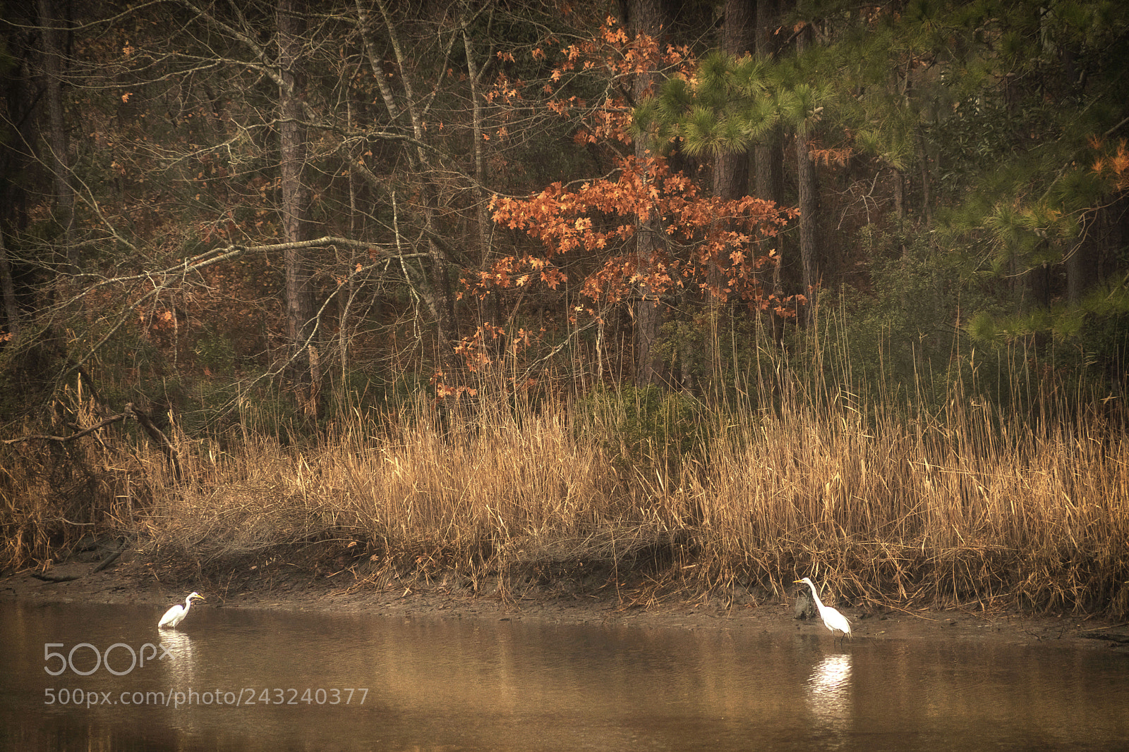 Sony a7R III sample photo. 2 egrets fishing in wetlands photography