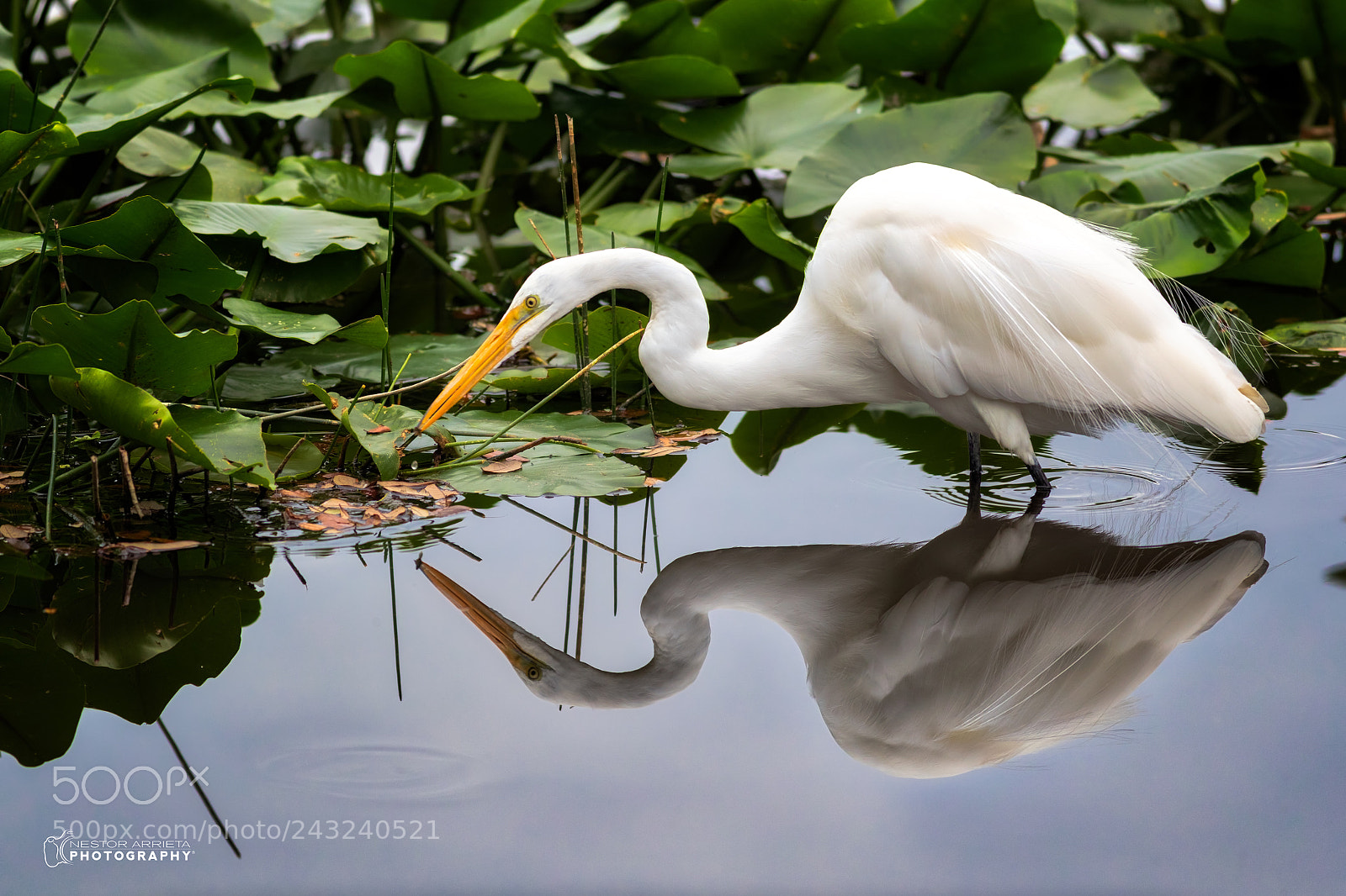 Canon EOS-1D X Mark II sample photo. Great egret photography