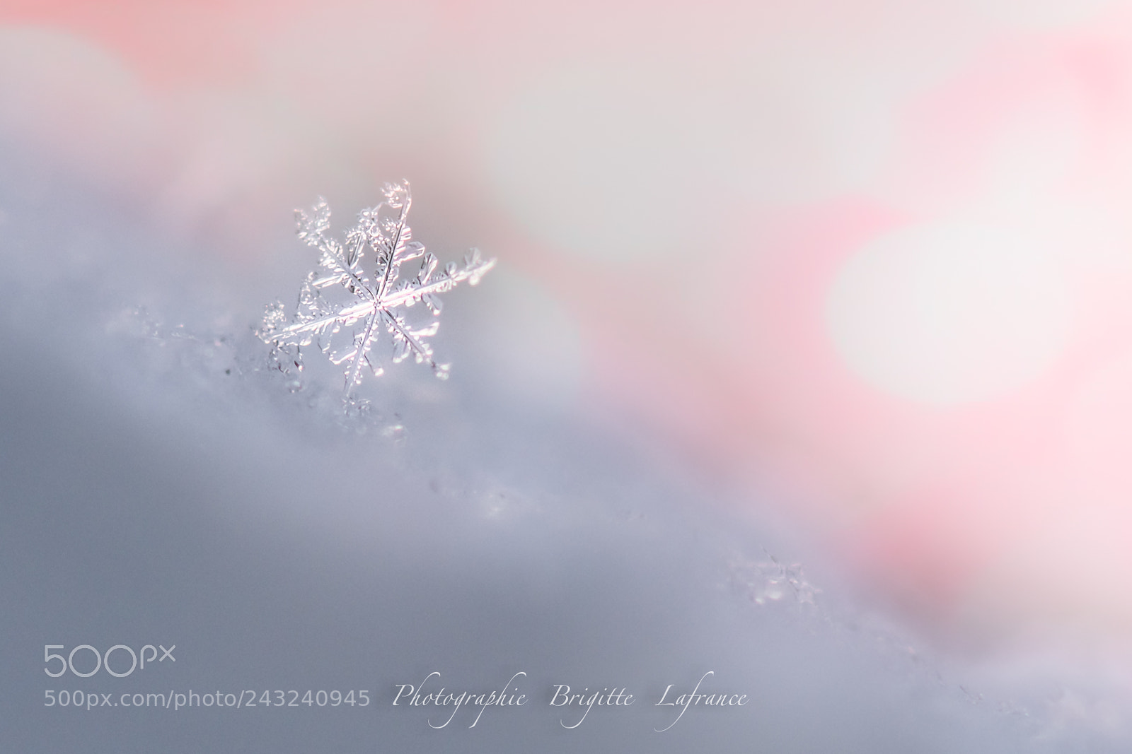 Nikon D850 sample photo. Sweet snowflake photography