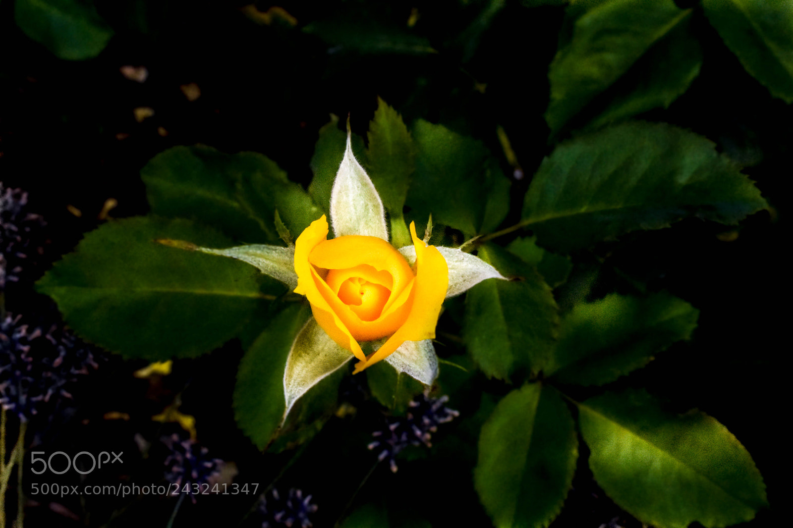 Nikon D3400 sample photo. Old parliament house gardens photography