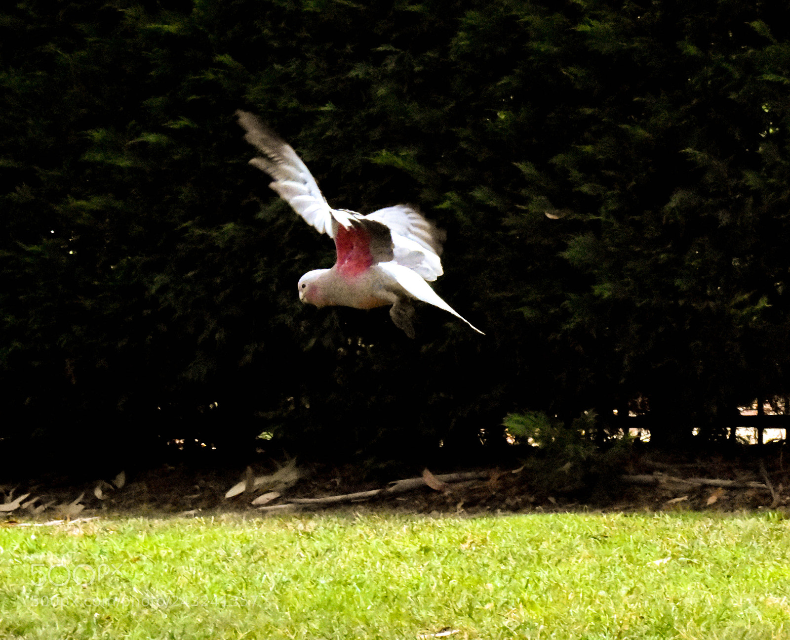 Nikon D3400 sample photo. Old parliment house gardens photography