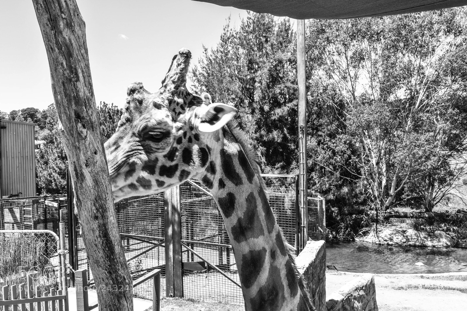 Nikon D3400 sample photo. Giraffe photography
