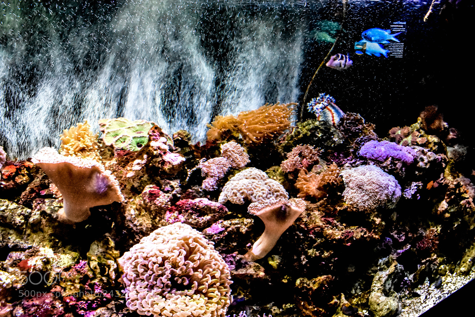 Nikon D3400 sample photo. Aquarium photography