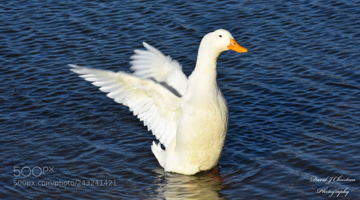 Nikon D3400 sample photo. Duck walking on water. photography
