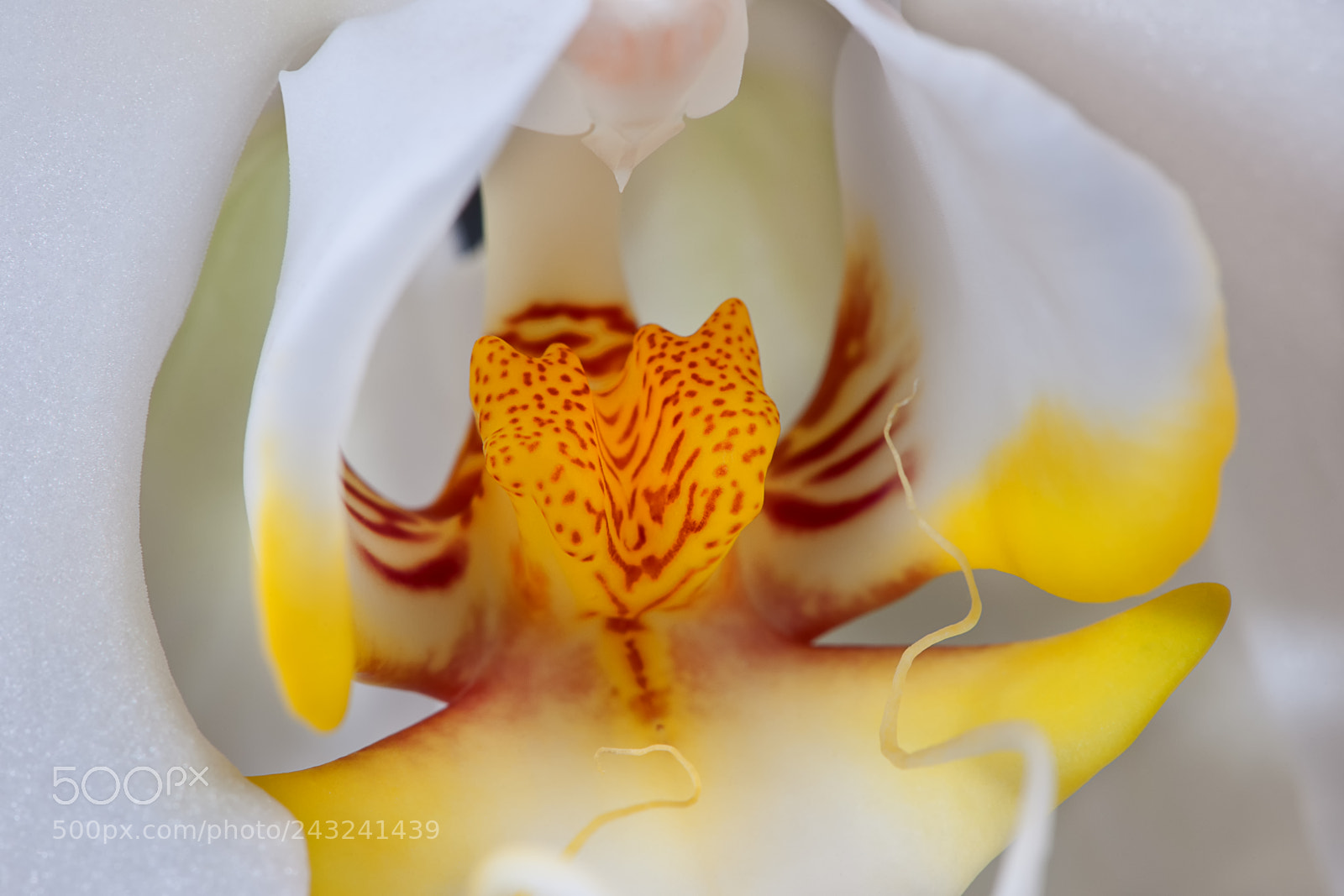 Nikon D3X sample photo. White orchid macro photography