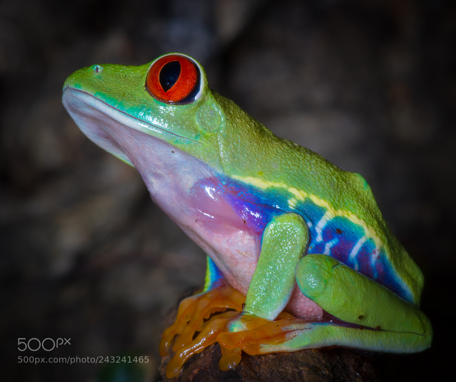 Pentax K-3 sample photo. Red-eyed tree frog, agalychnis photography