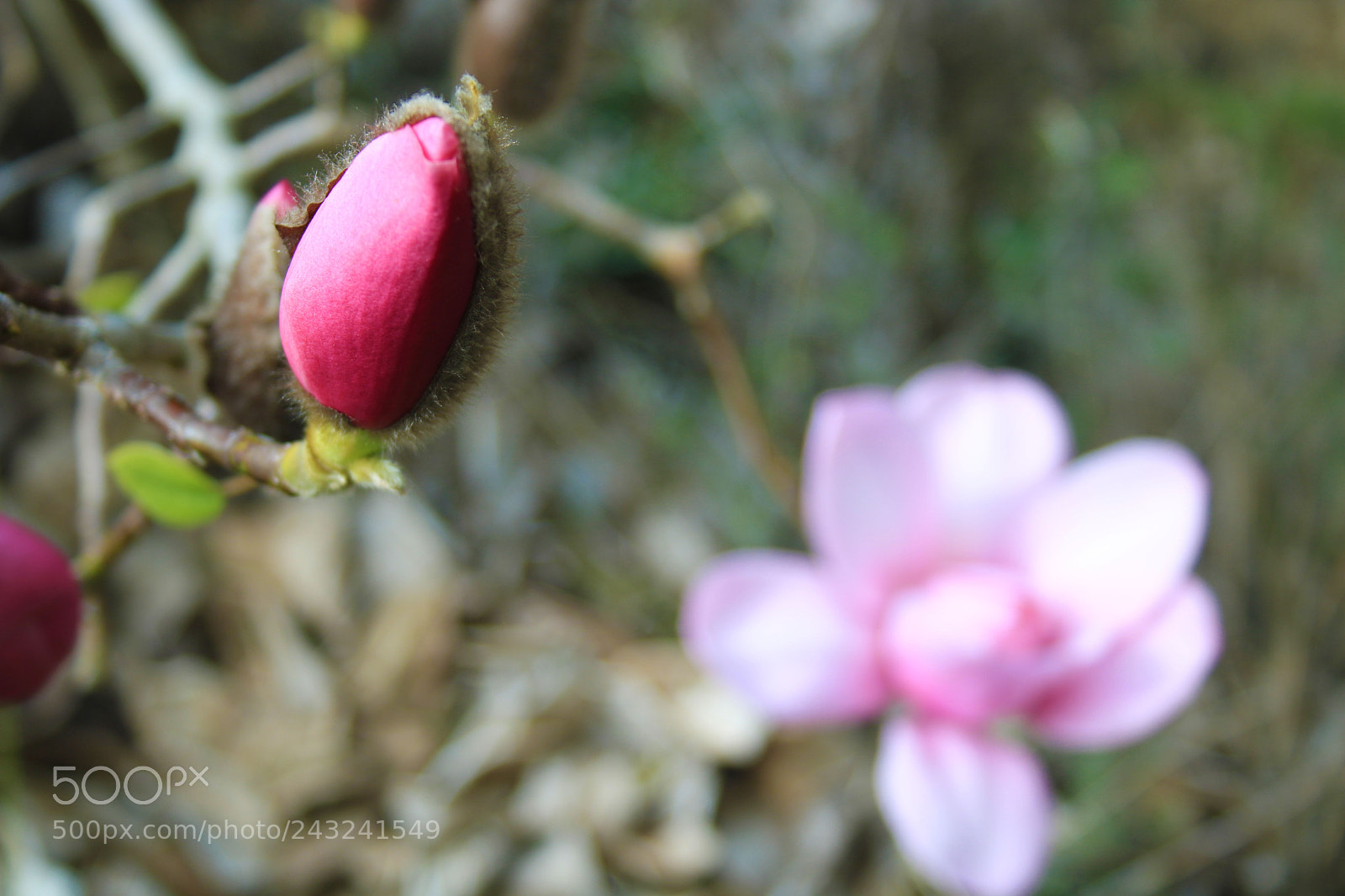 Canon EOS 760D (EOS Rebel T6s / EOS 8000D) sample photo. Untitled photography