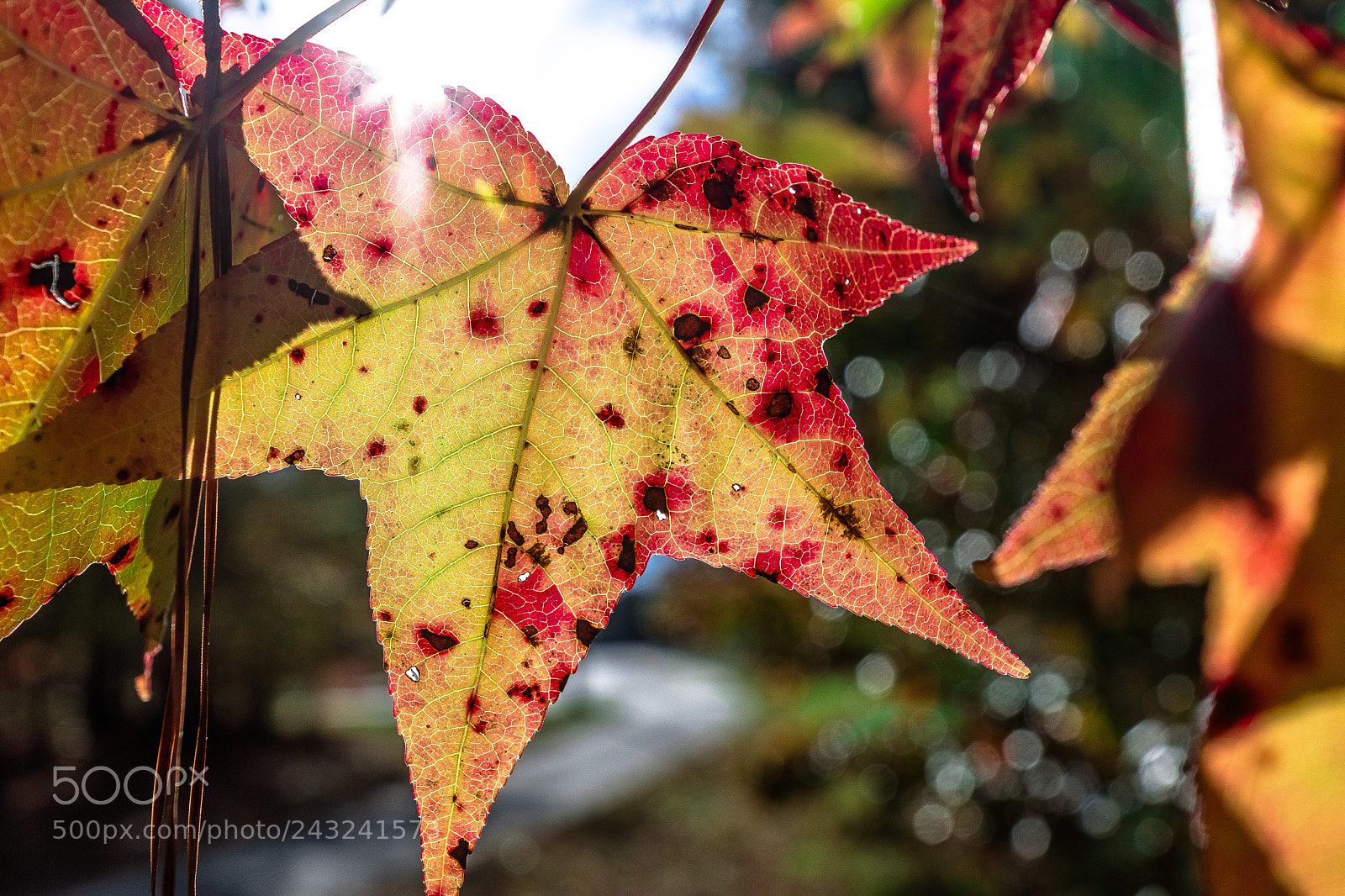 Sony SLT-A77 sample photo. Under the sun photography