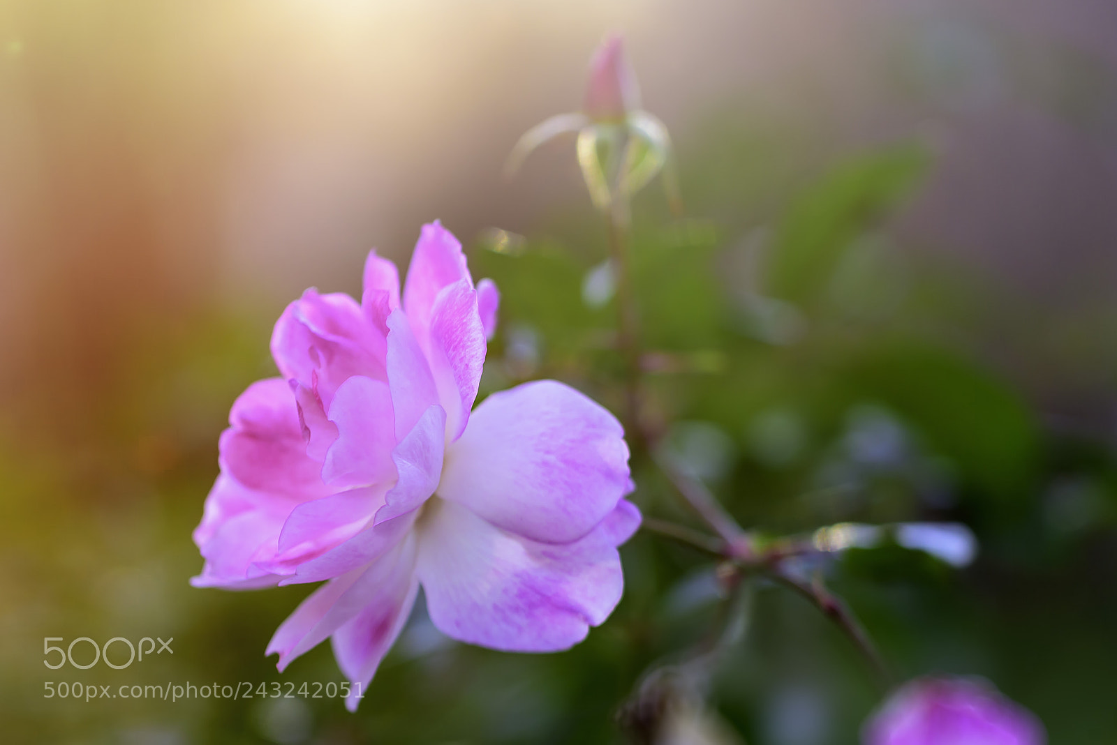 Nikon D810 sample photo. Beauty photography