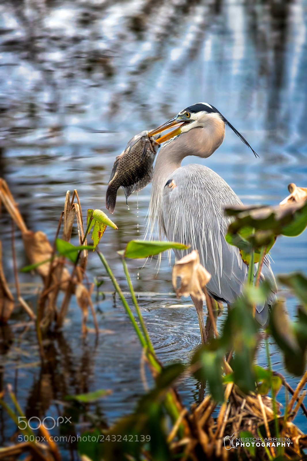 Canon EOS-1D X Mark II sample photo. Big fish photography