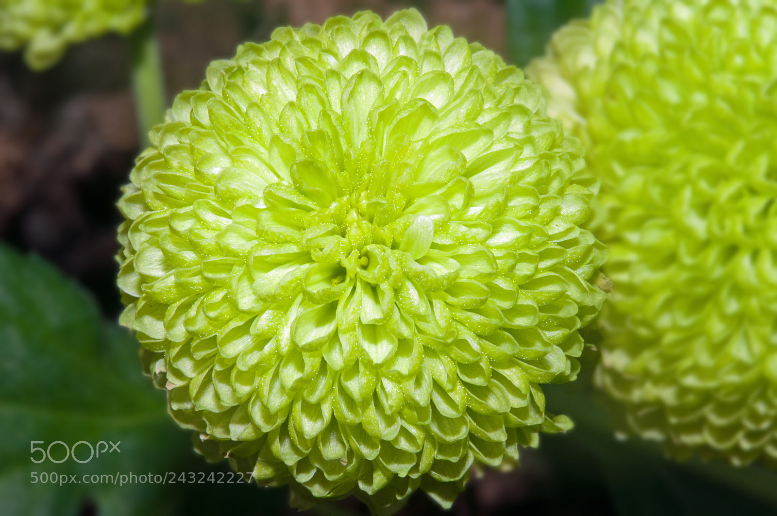 Nikon D90 sample photo. Green flower photography