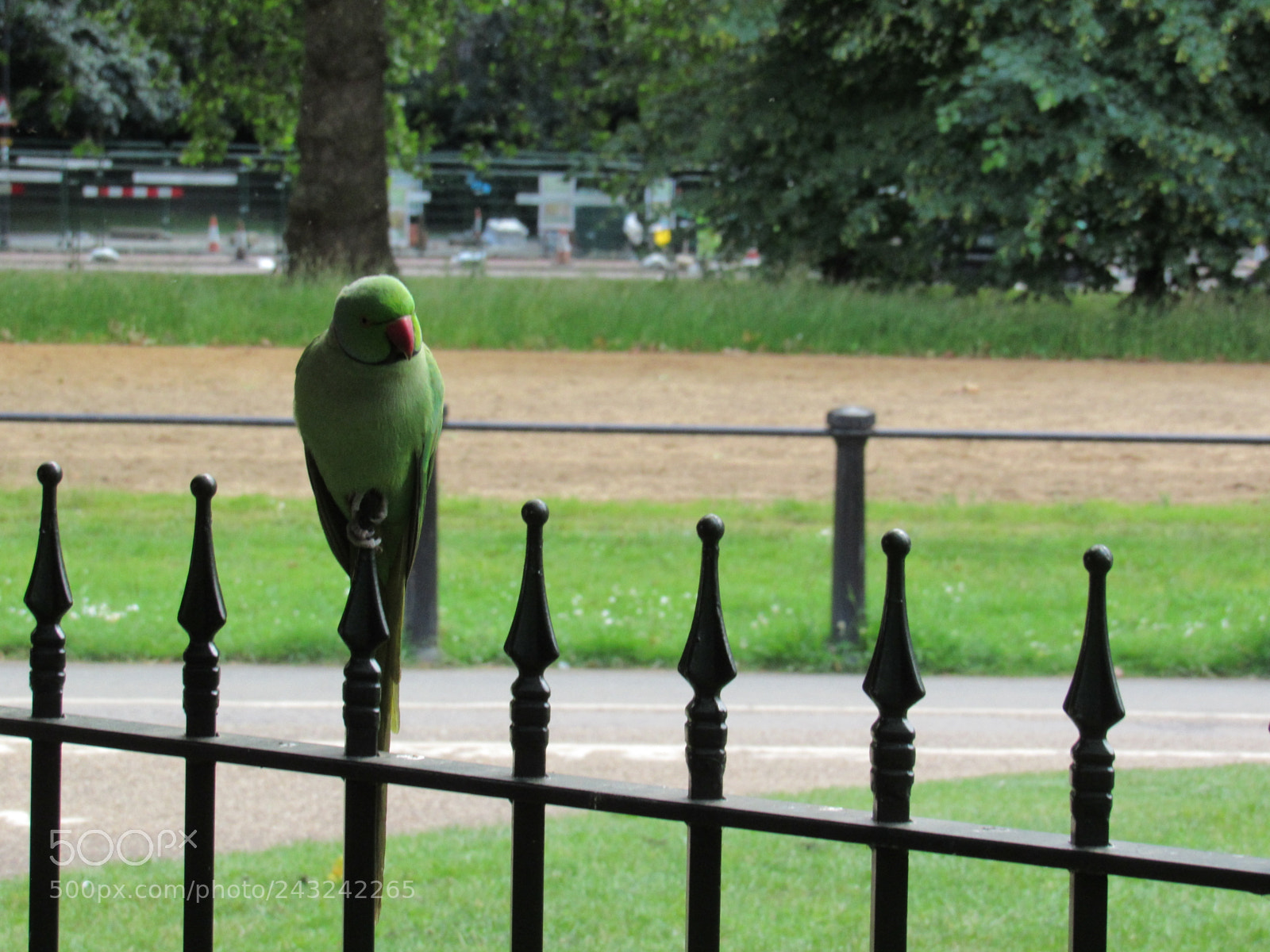 Canon PowerShot SX530 HS sample photo. Hyde's park parakeet photography