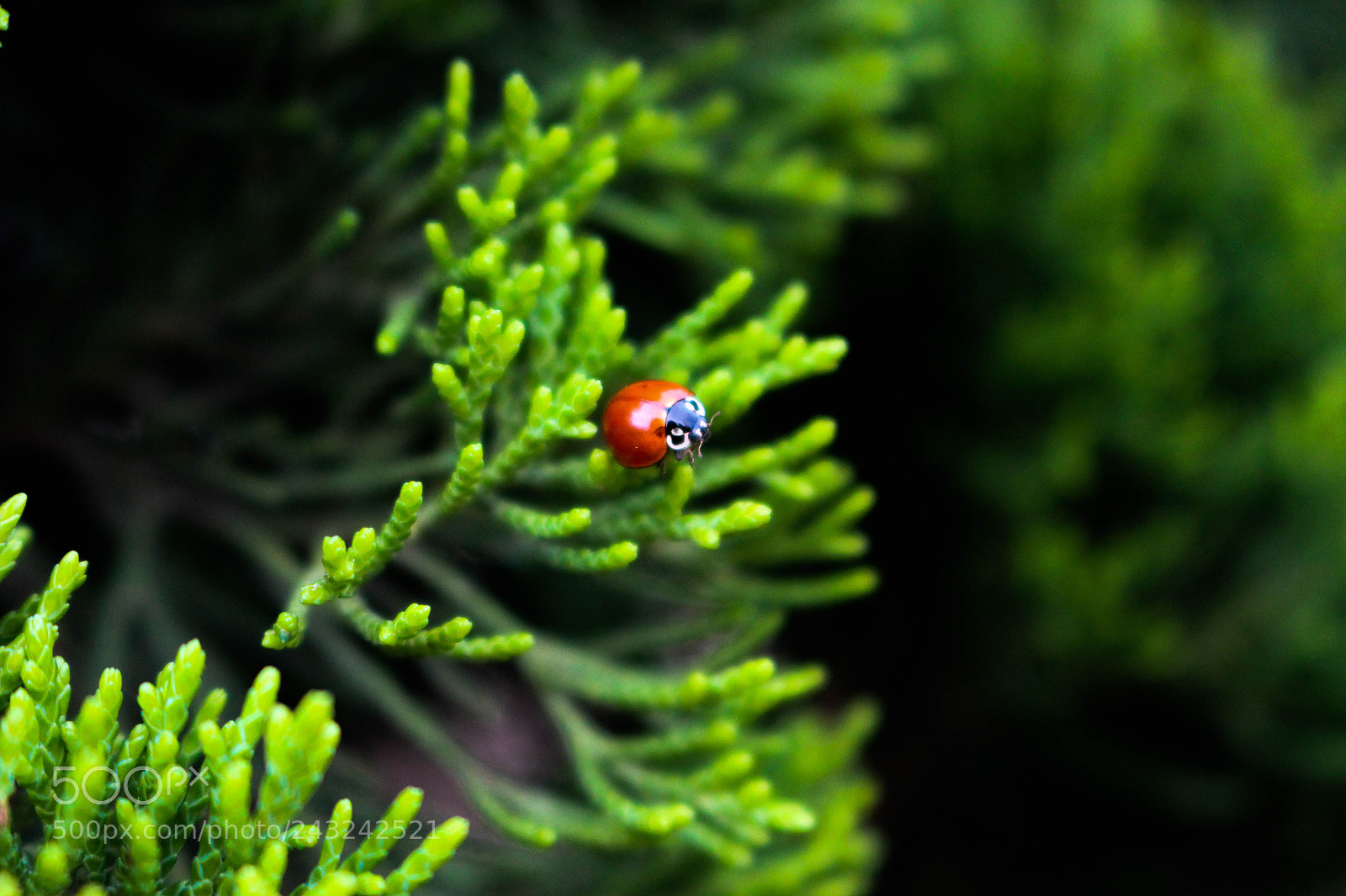 Canon EOS 700D (EOS Rebel T5i / EOS Kiss X7i) sample photo. Ladybug photography