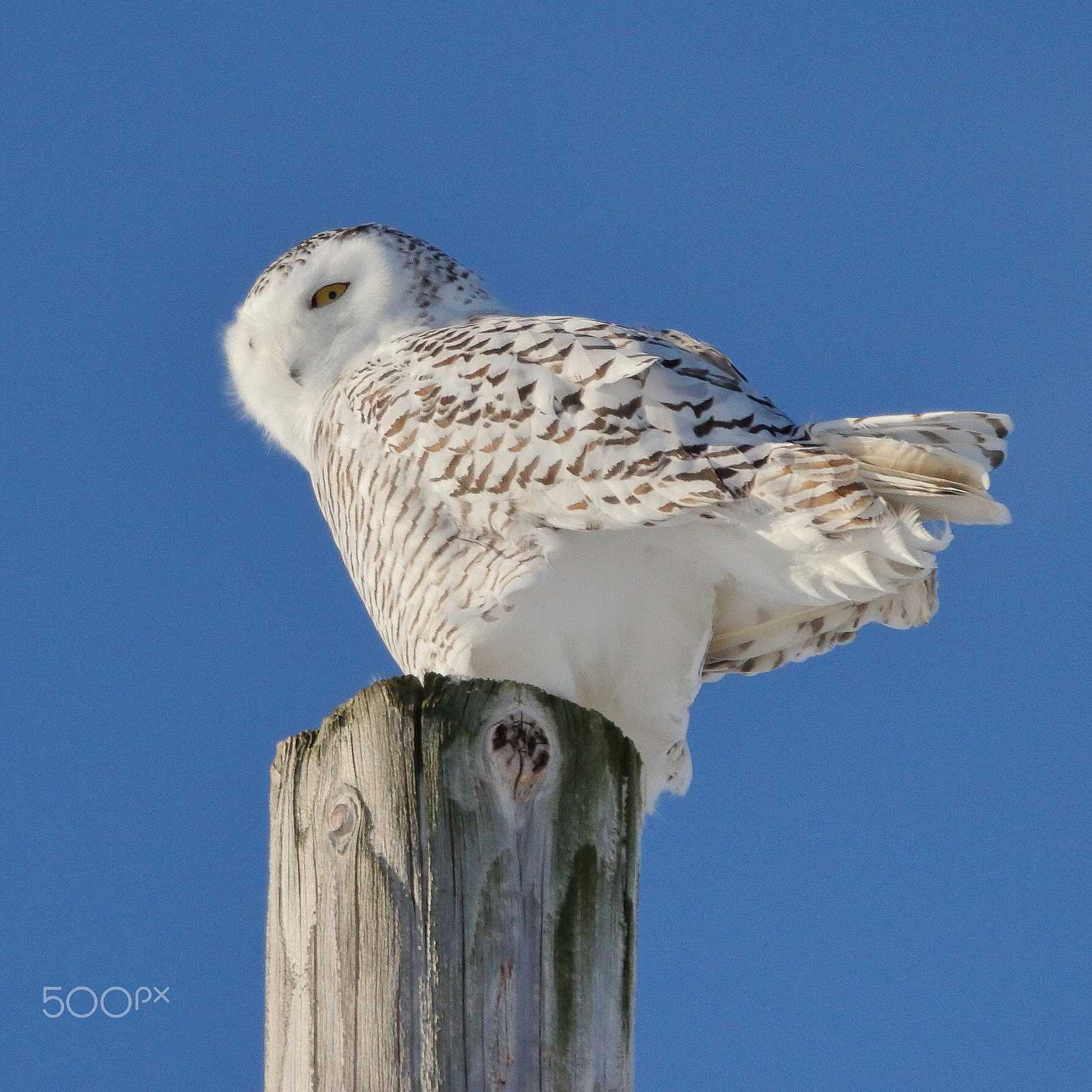 Canon EF 100-400mm F4.5-5.6L IS USM sample photo. Snowy owl photography