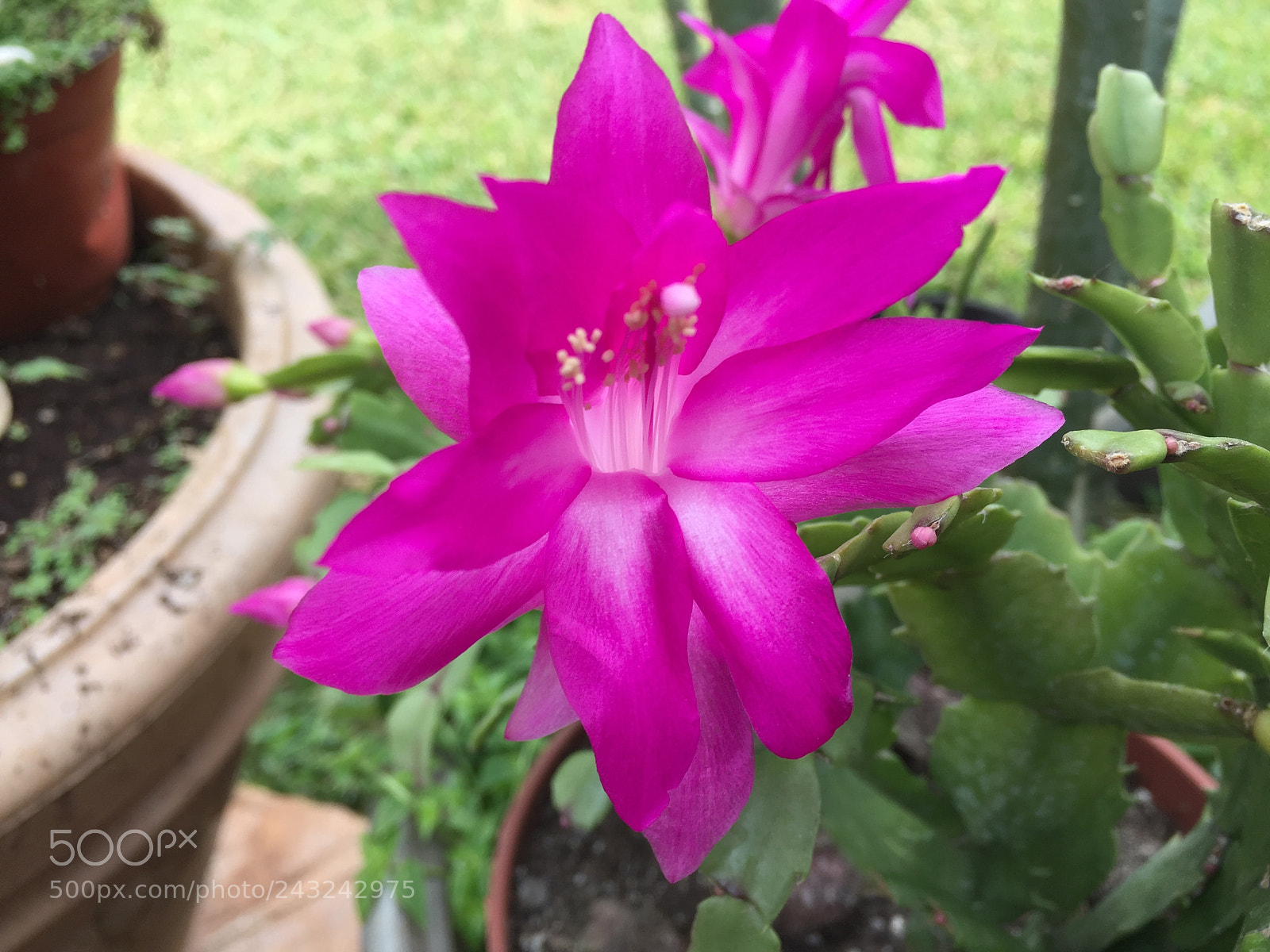 Apple iPhone 6 sample photo. Untitled photography