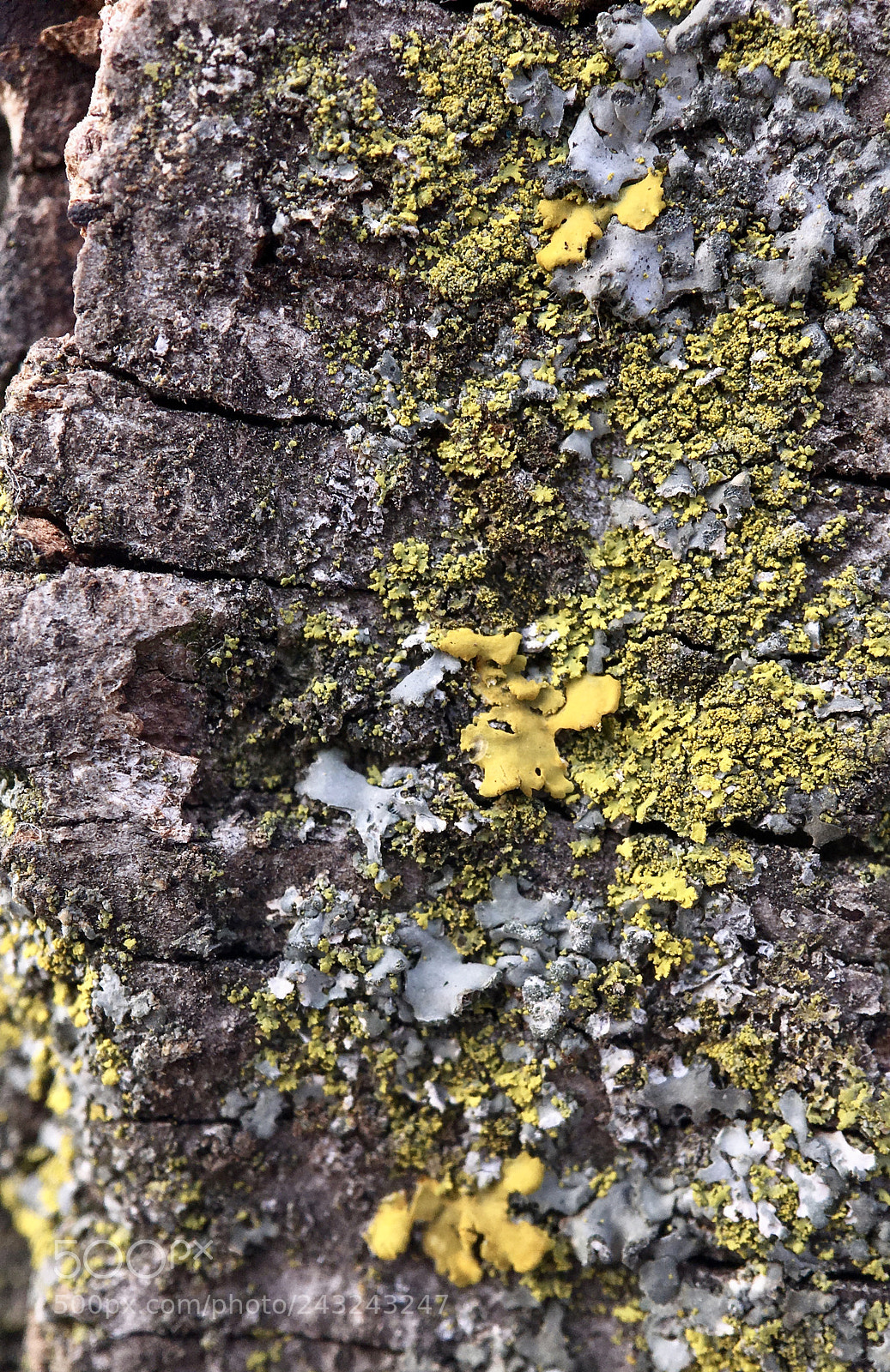 Apple iPhone 6s sample photo. Lichen photography