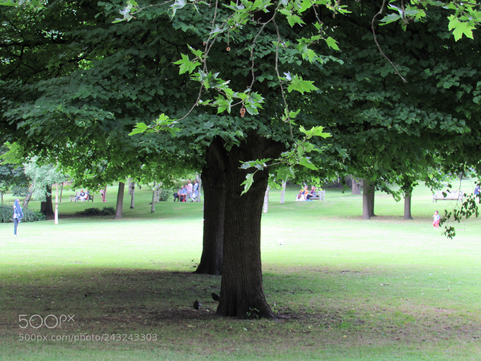 Canon PowerShot SX530 HS sample photo. Green sleeves photography