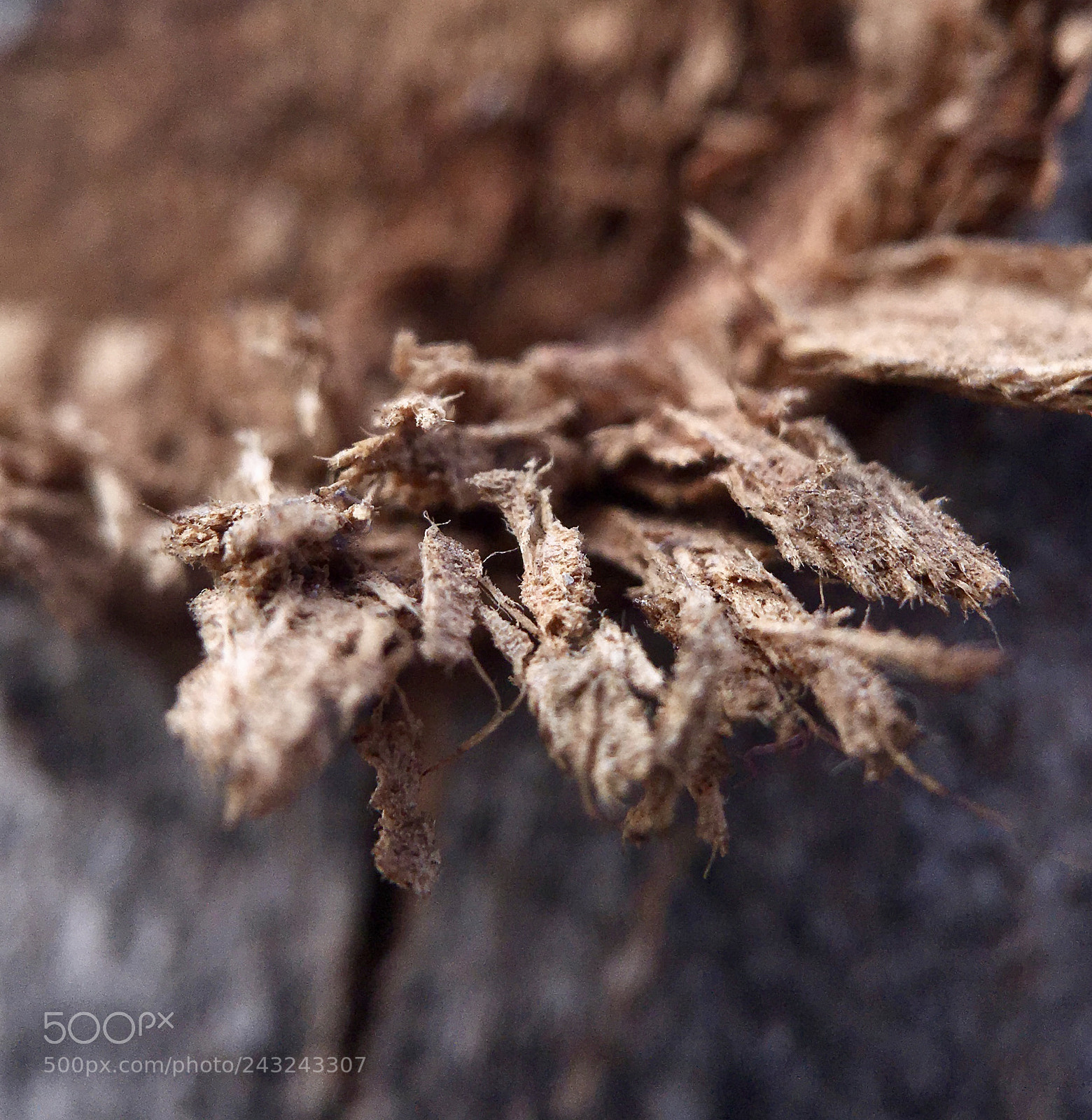 Apple iPhone 6s sample photo. Twig photography