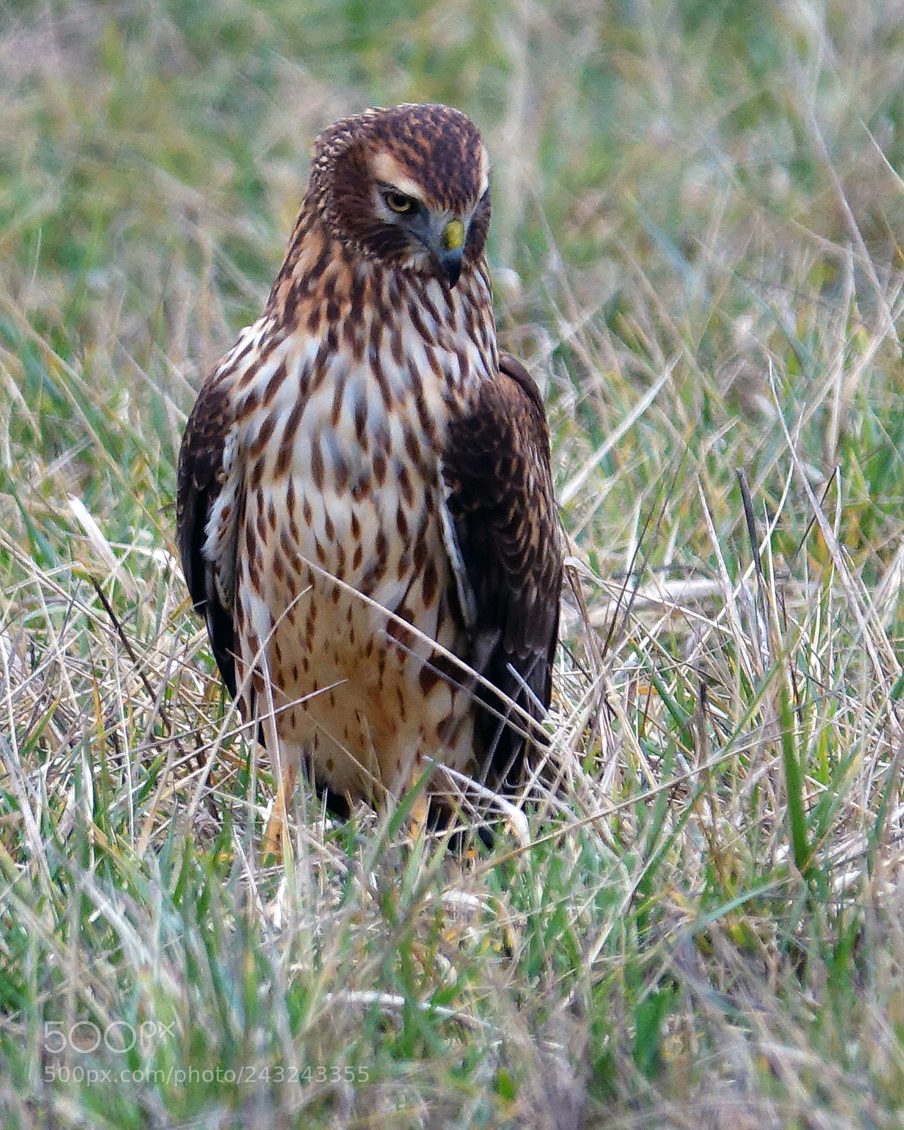 Sony Cyber-shot DSC-RX10 III sample photo. Northern harrier photography