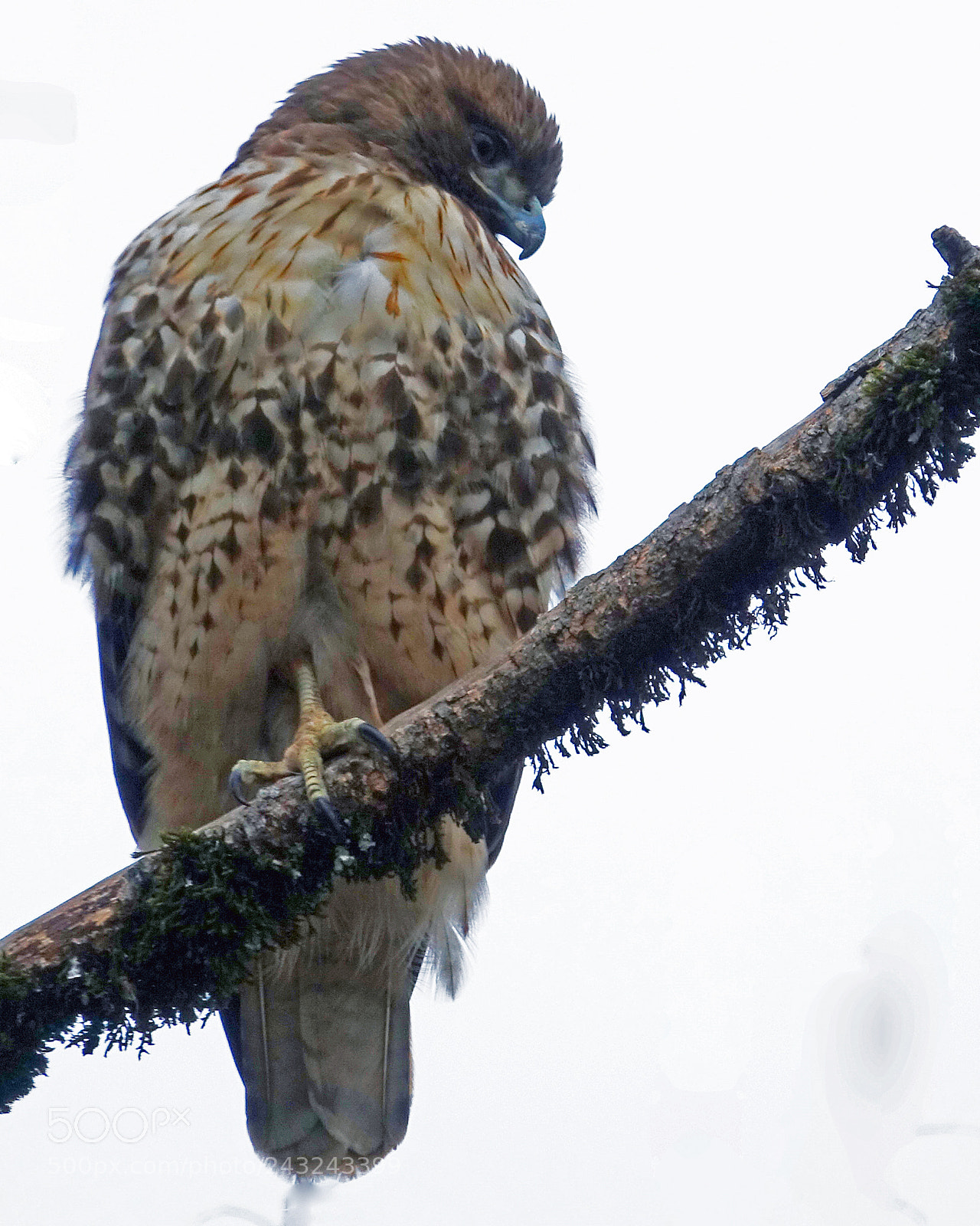 Sony Cyber-shot DSC-RX10 III sample photo. Red tail hawk photography