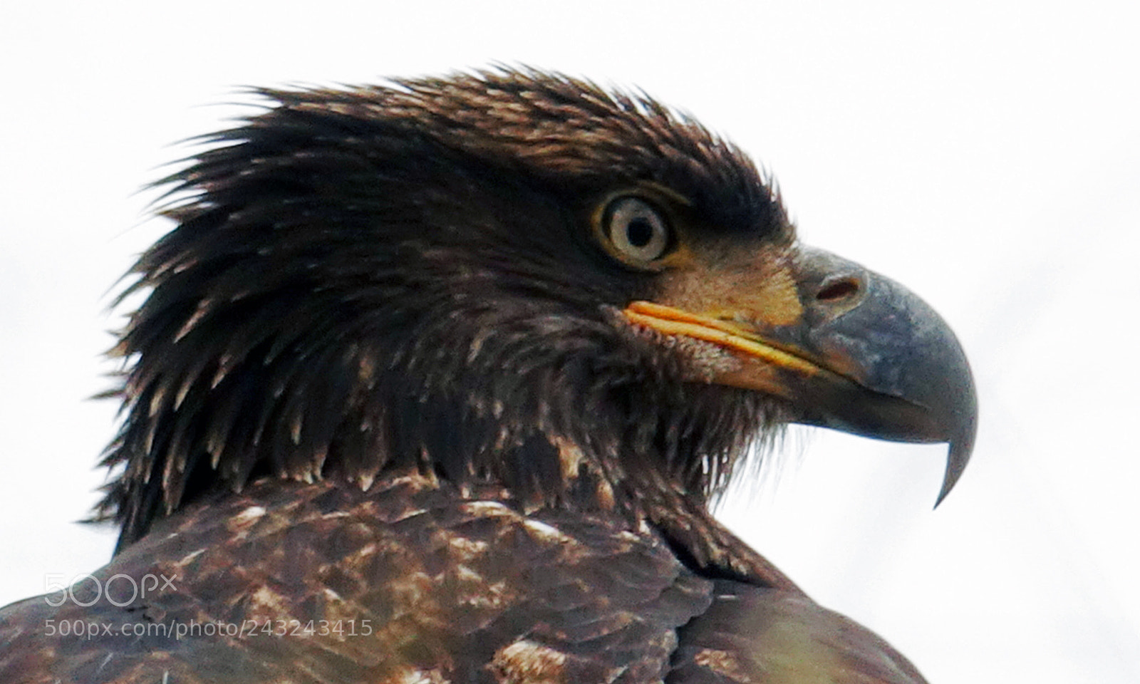 Sony Cyber-shot DSC-RX10 III sample photo. Bald eagle - inmature photography