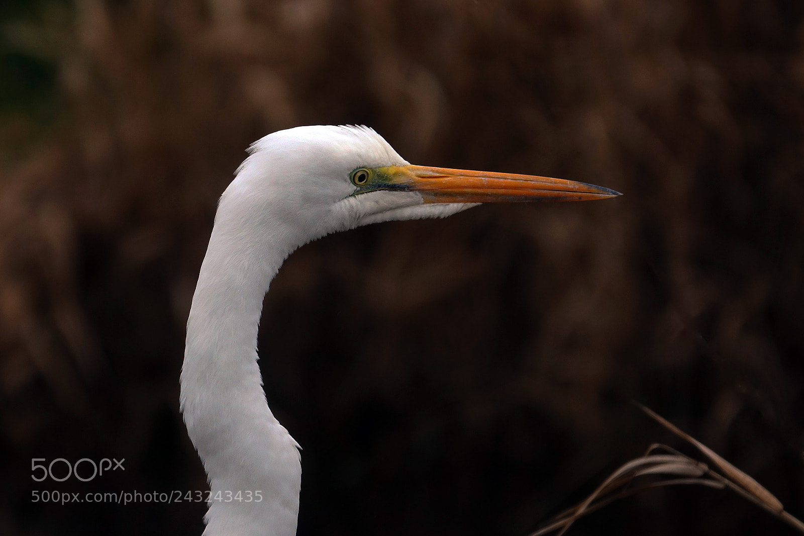 Sony Cyber-shot DSC-RX10 III sample photo. Great egret photography