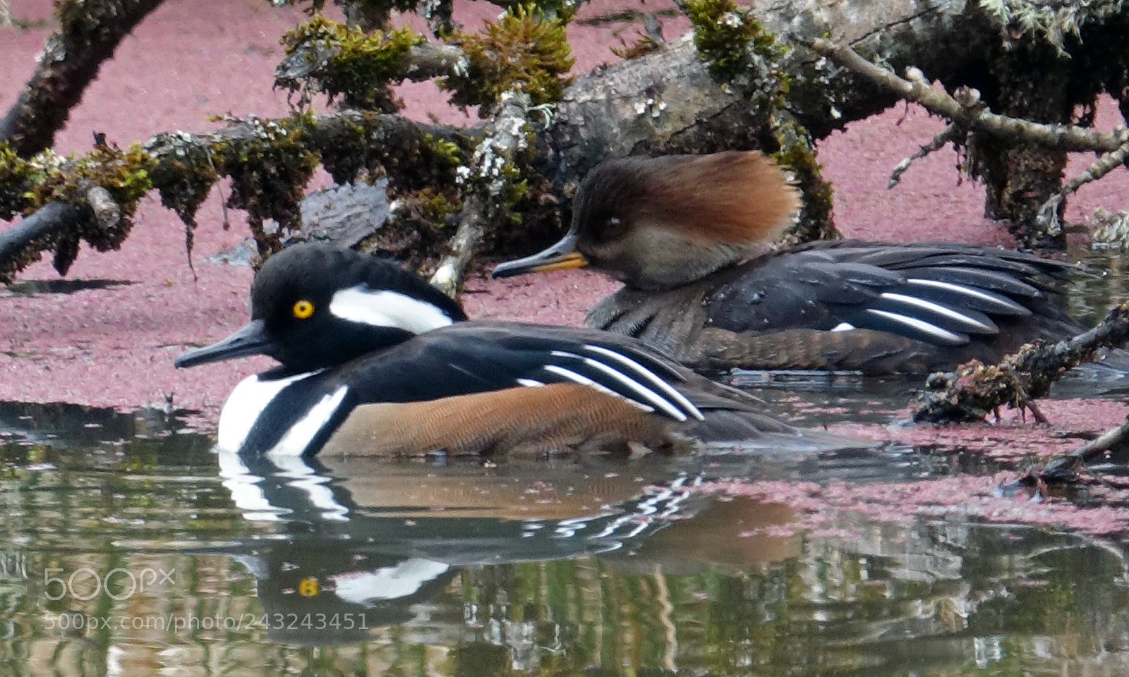 Sony Cyber-shot DSC-RX10 III sample photo. Hooded merganser - pair photography