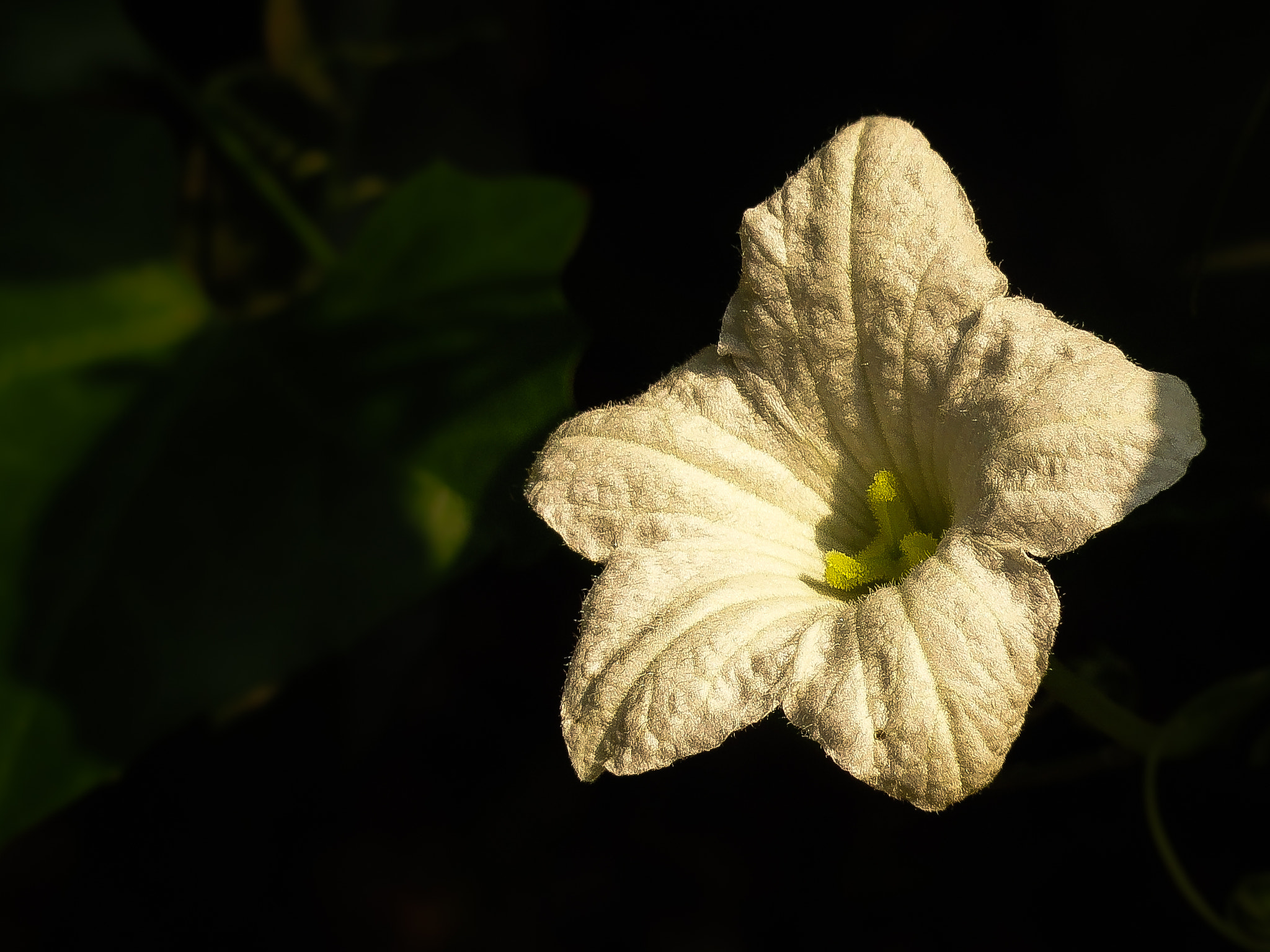 Sony Cyber-shot DSC-H55 sample photo. Bloom photography