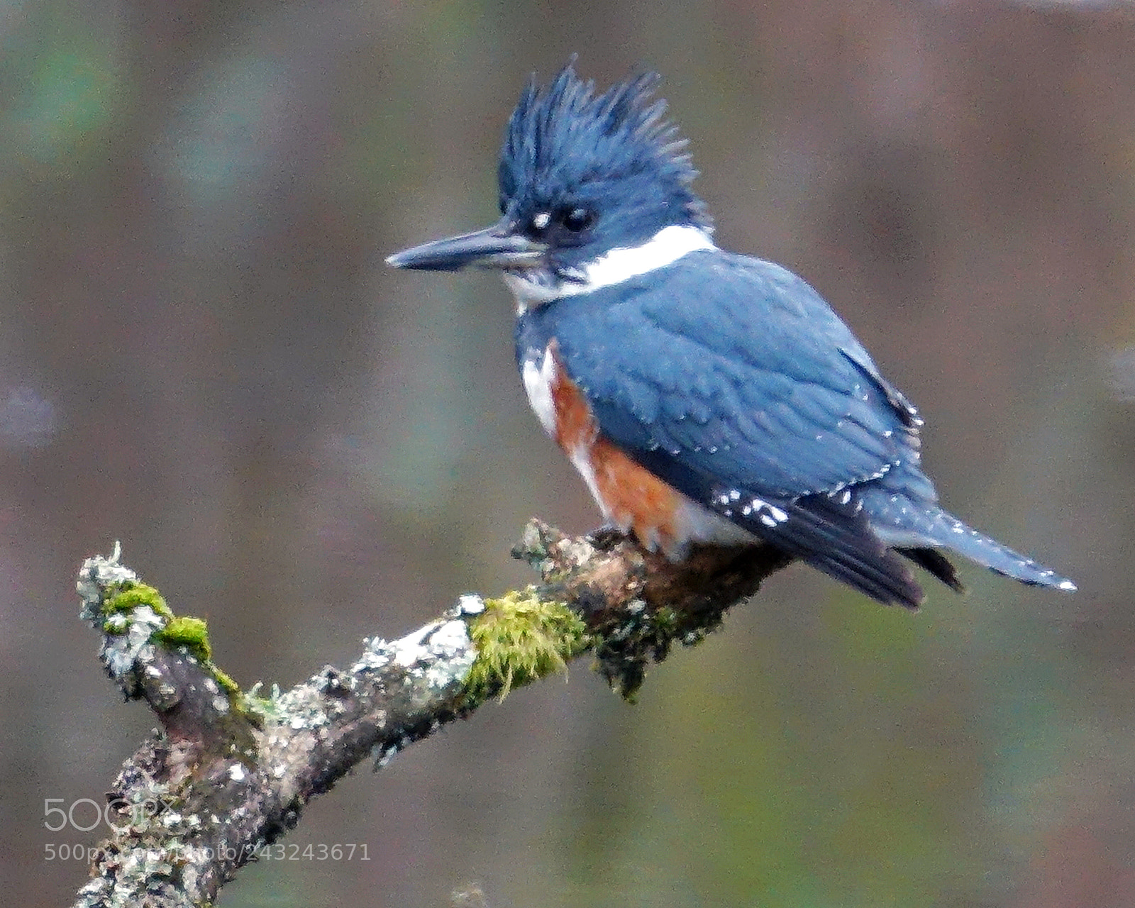 Sony Cyber-shot DSC-RX10 III sample photo. Belted kingfisher photography