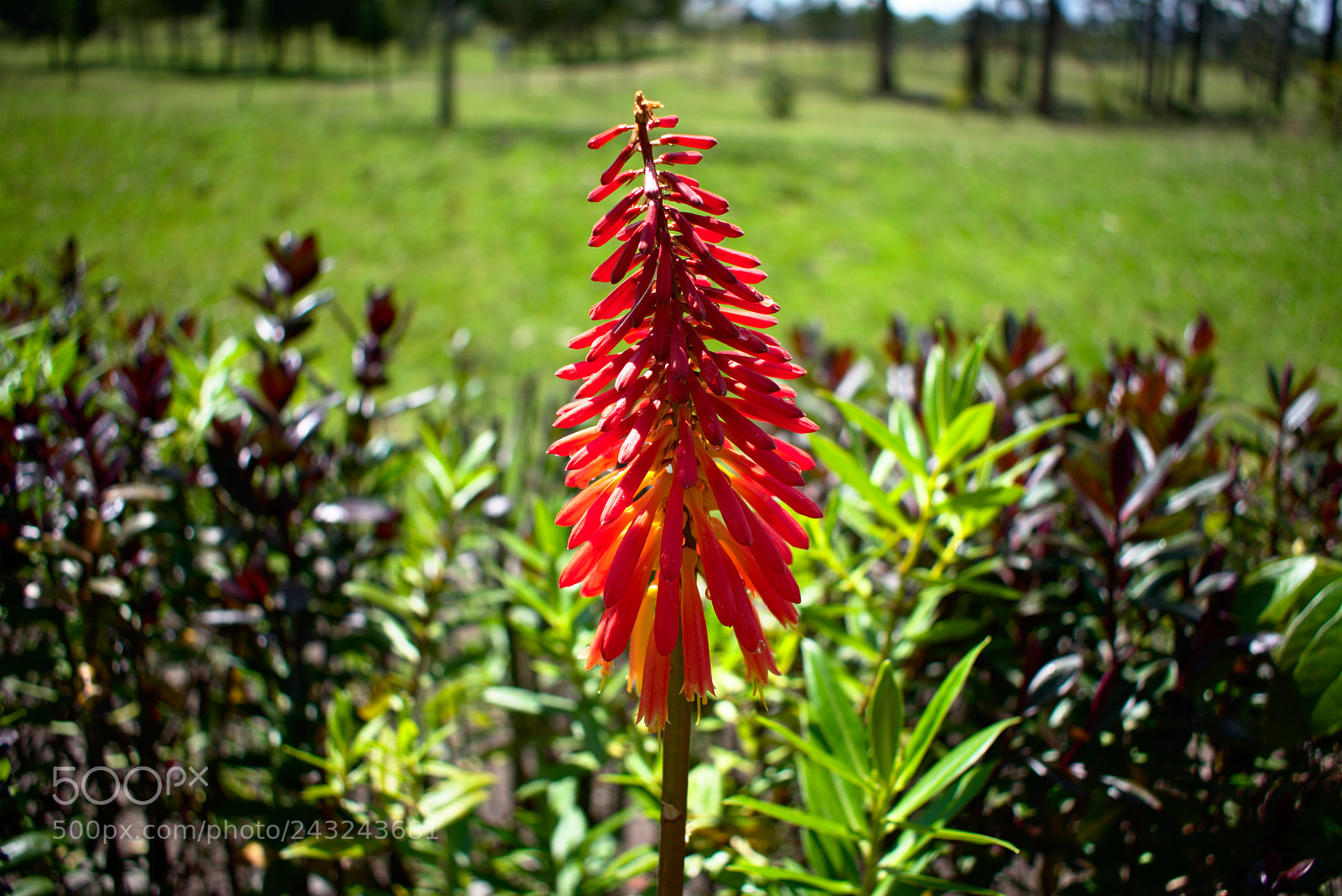 Nikon D3400 sample photo. Fl*wer photography