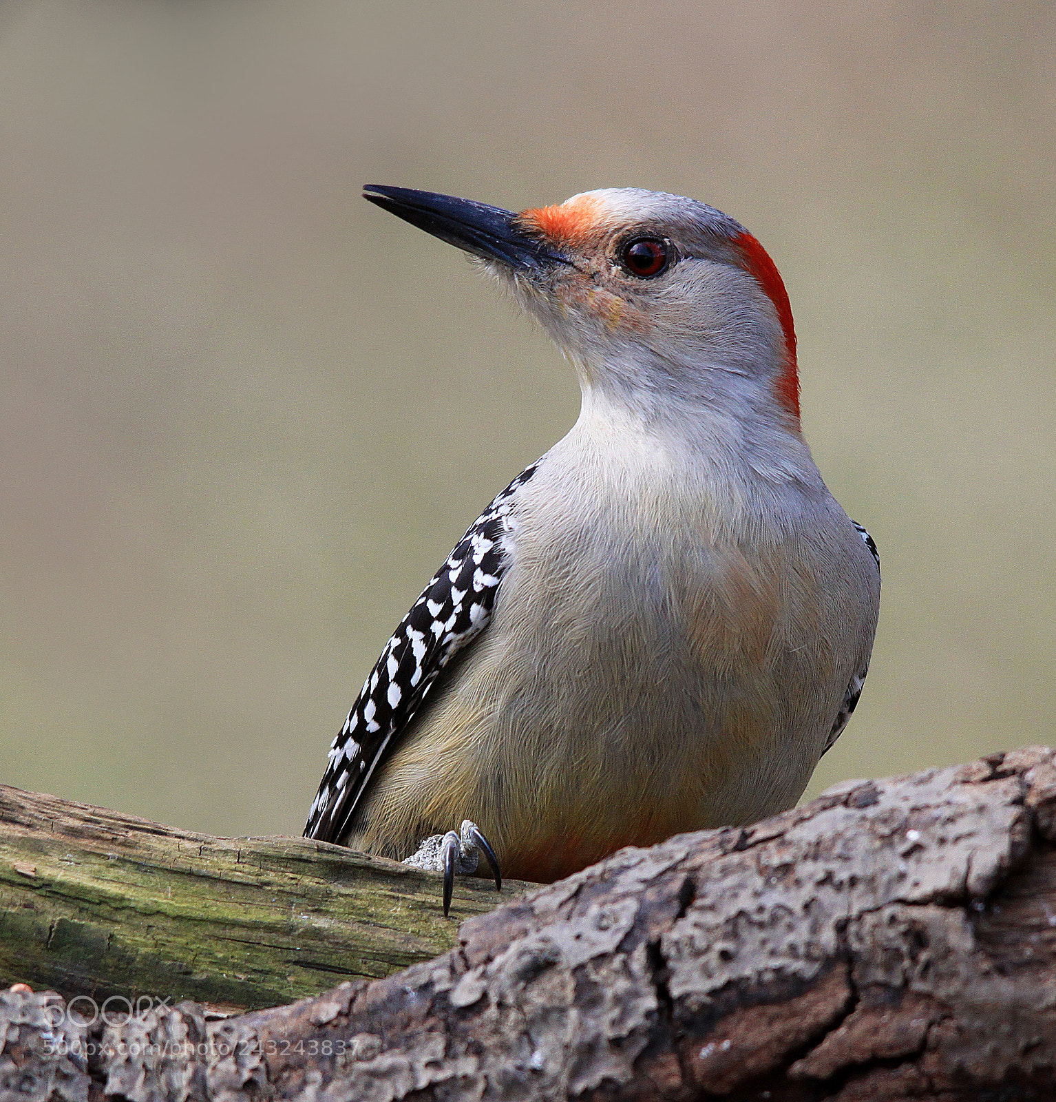 Canon EOS 500D (EOS Rebel T1i / EOS Kiss X3) sample photo. Red bellied woodpecker photography
