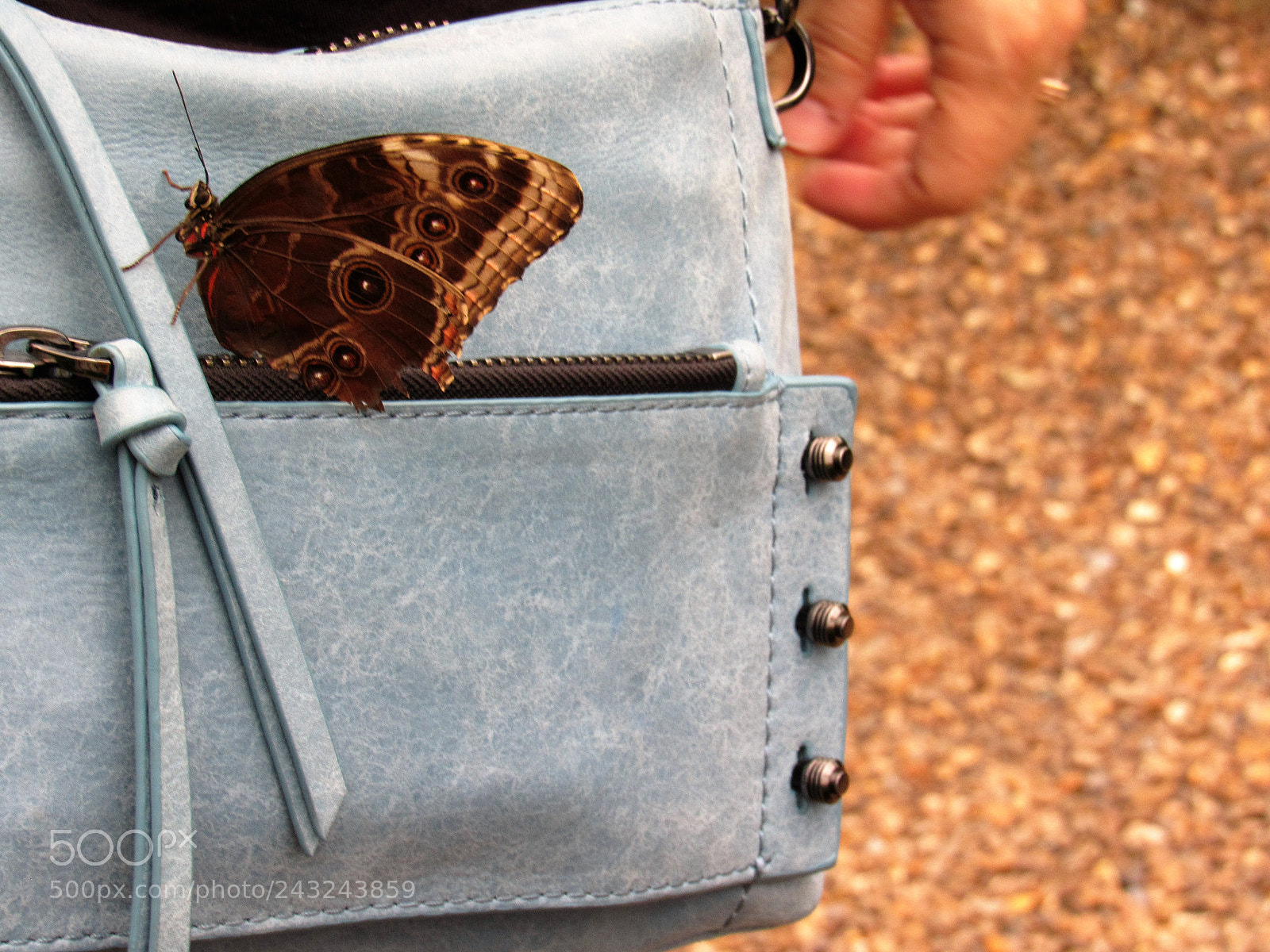Canon PowerShot SX530 HS sample photo. Butterfly photography
