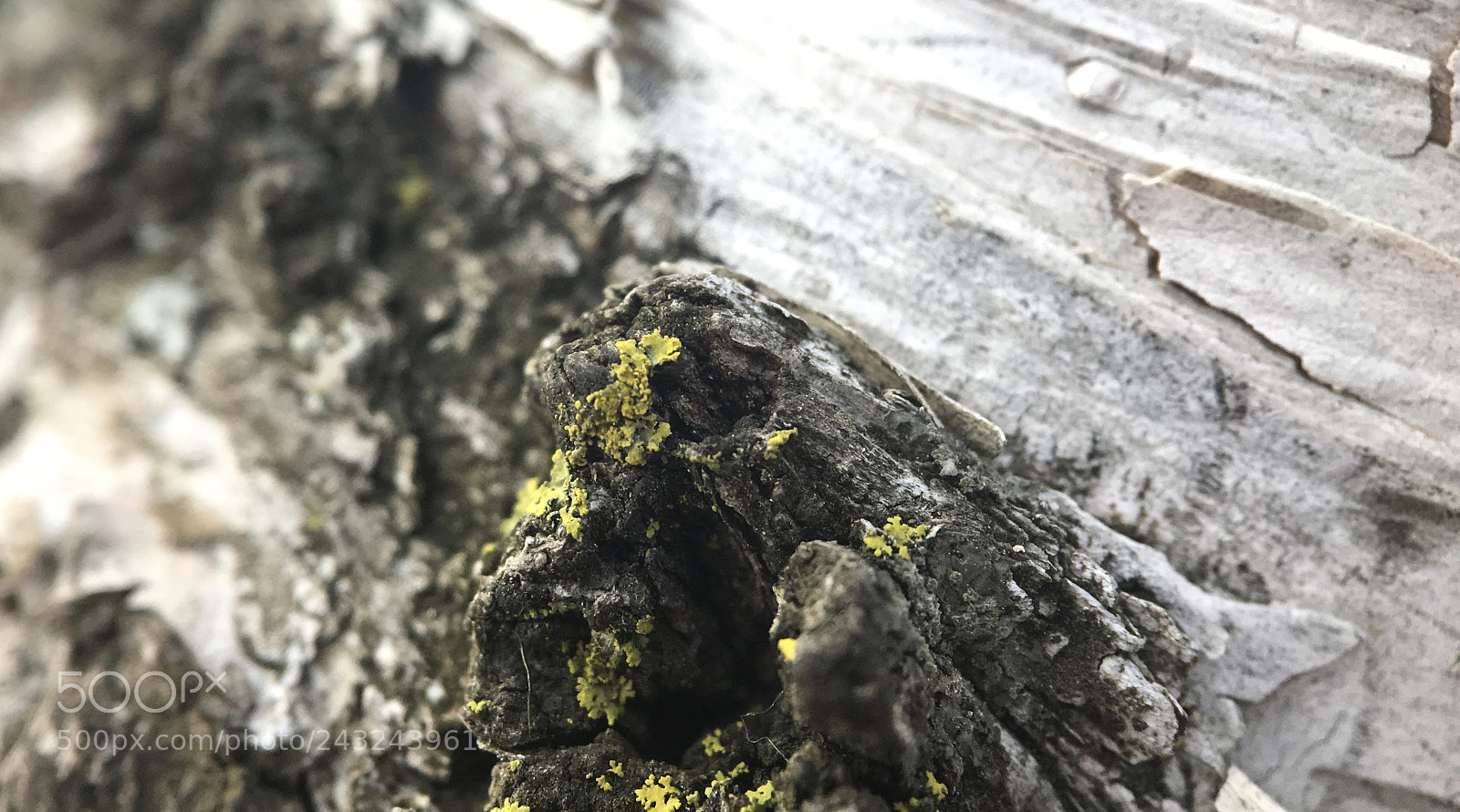 Apple iPhone 6s sample photo. Birch photography