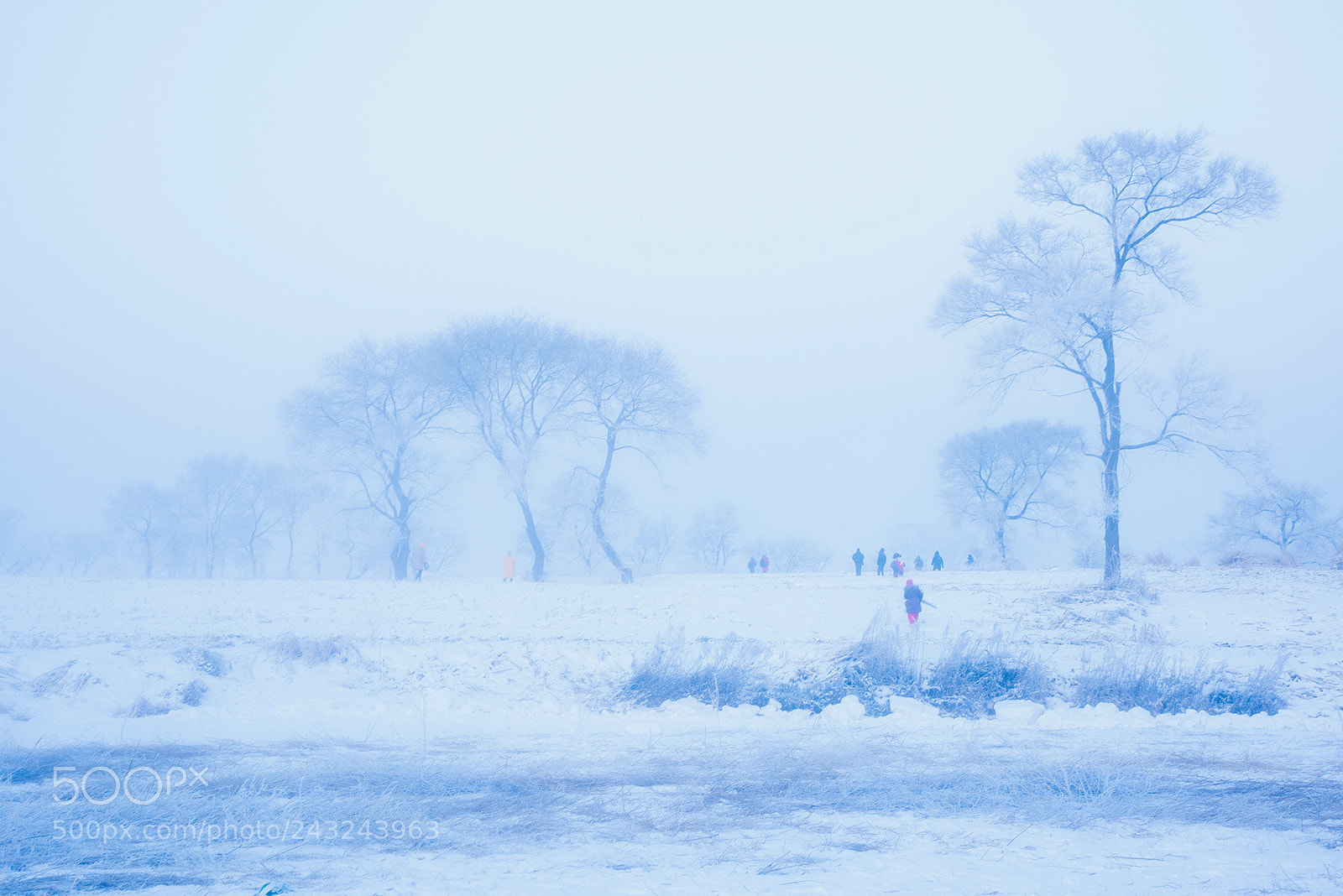 Nikon D810 sample photo. Winter scene photography