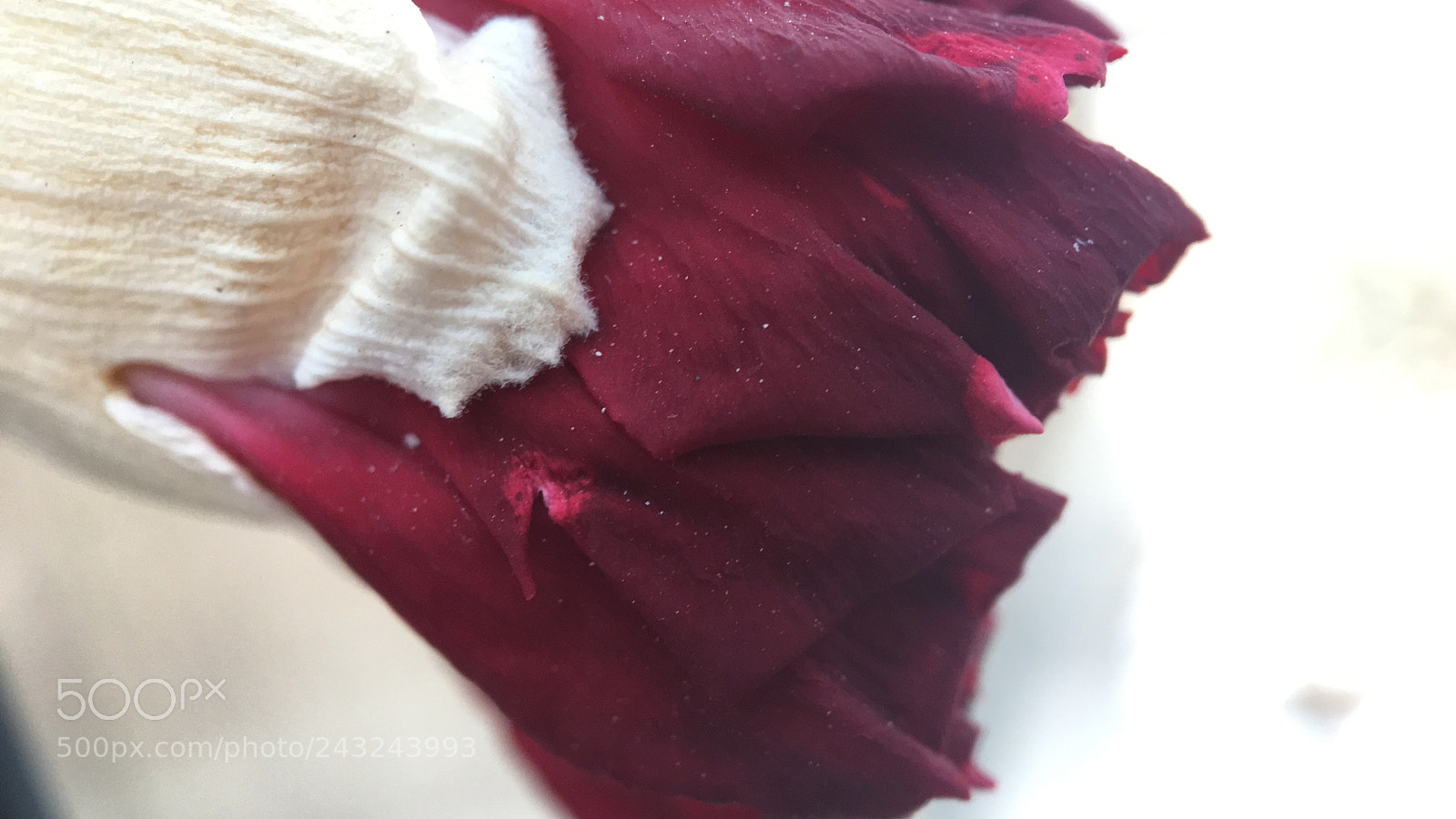 Apple iPhone 6s sample photo. 519 rose photography