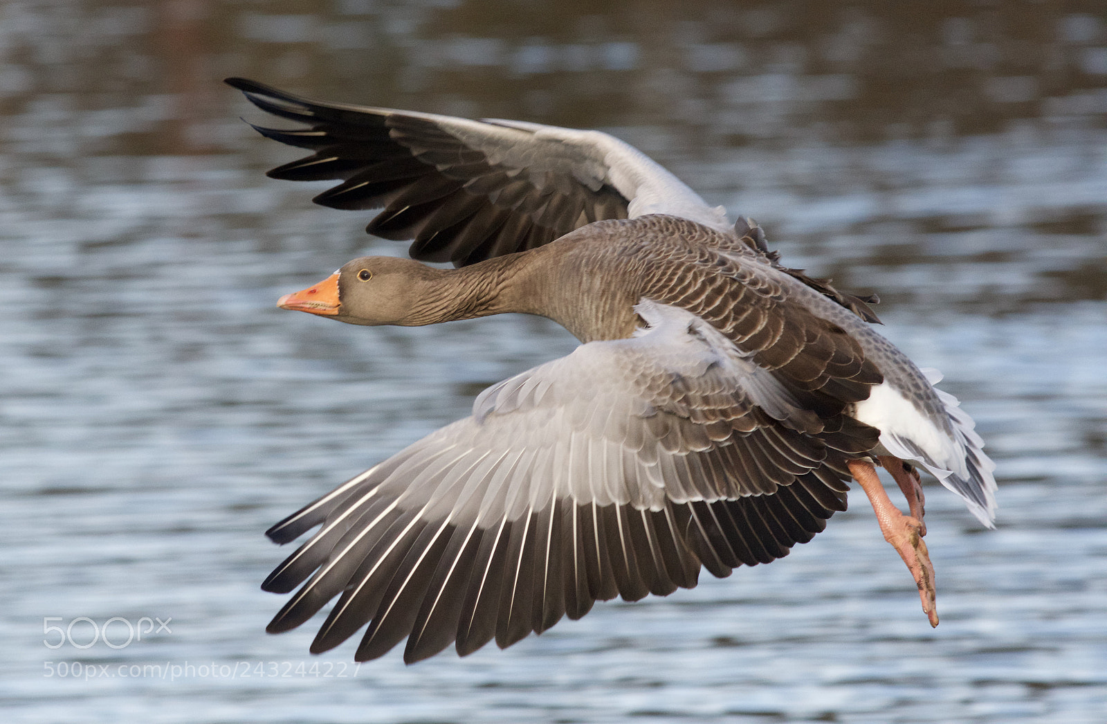 Nikon D500 sample photo. Landing photography