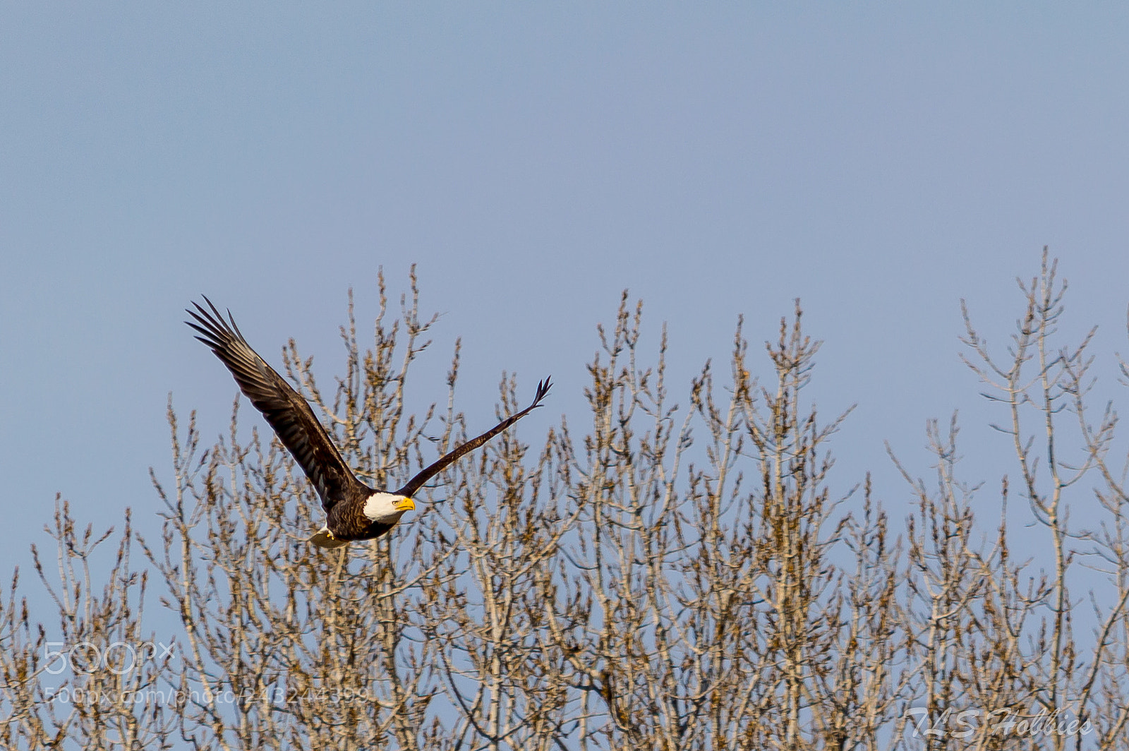 Nikon D3200 sample photo. Flying vee photography