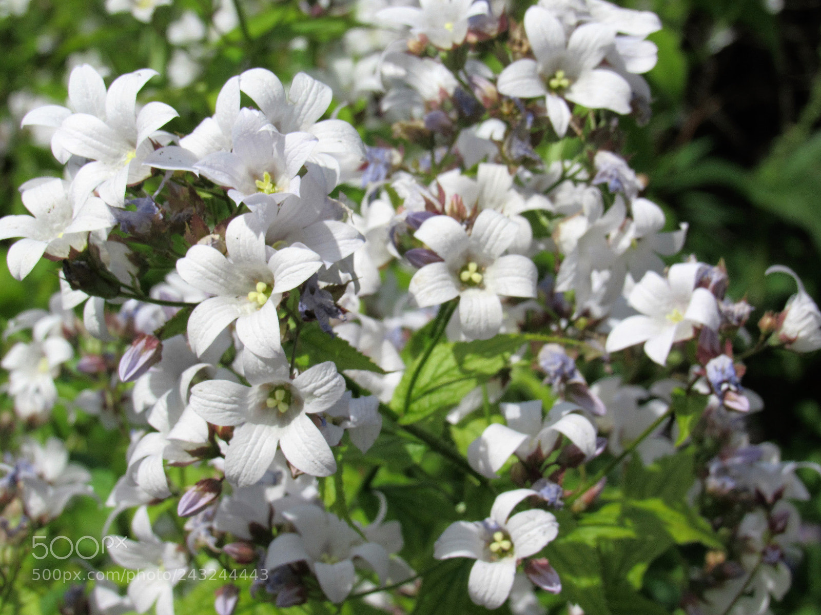 Canon PowerShot SX530 HS sample photo. Bloom photography