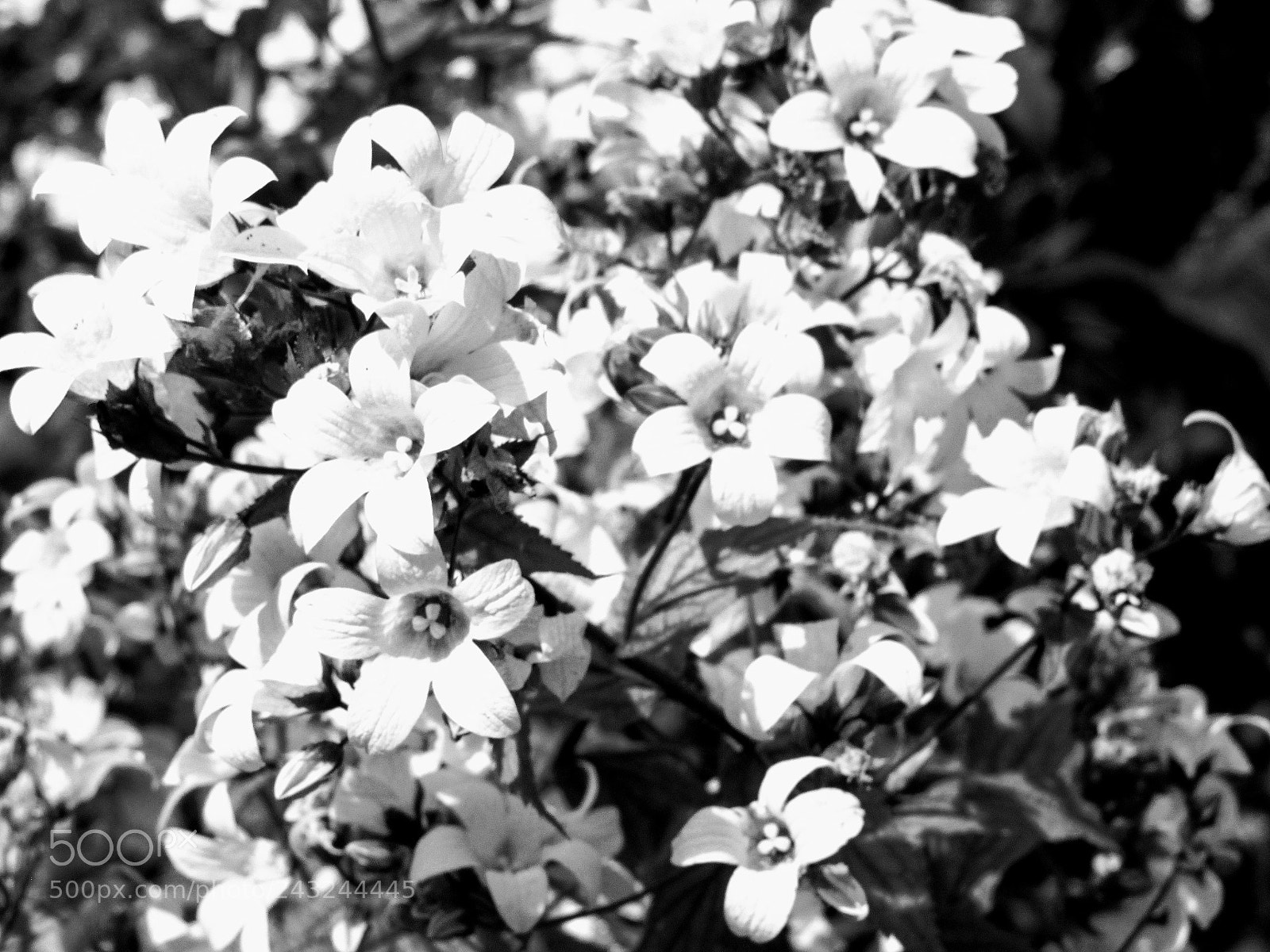 Canon PowerShot SX530 HS sample photo. Bloom photography