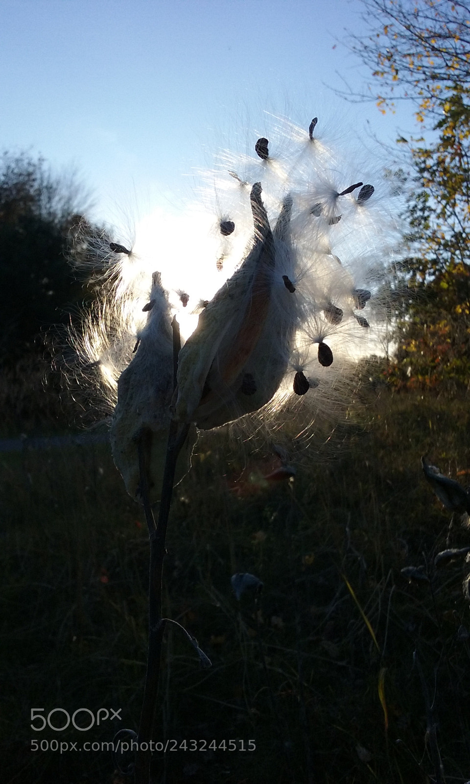 Samsung Galaxy Core Prime sample photo. Weeds in a field photography