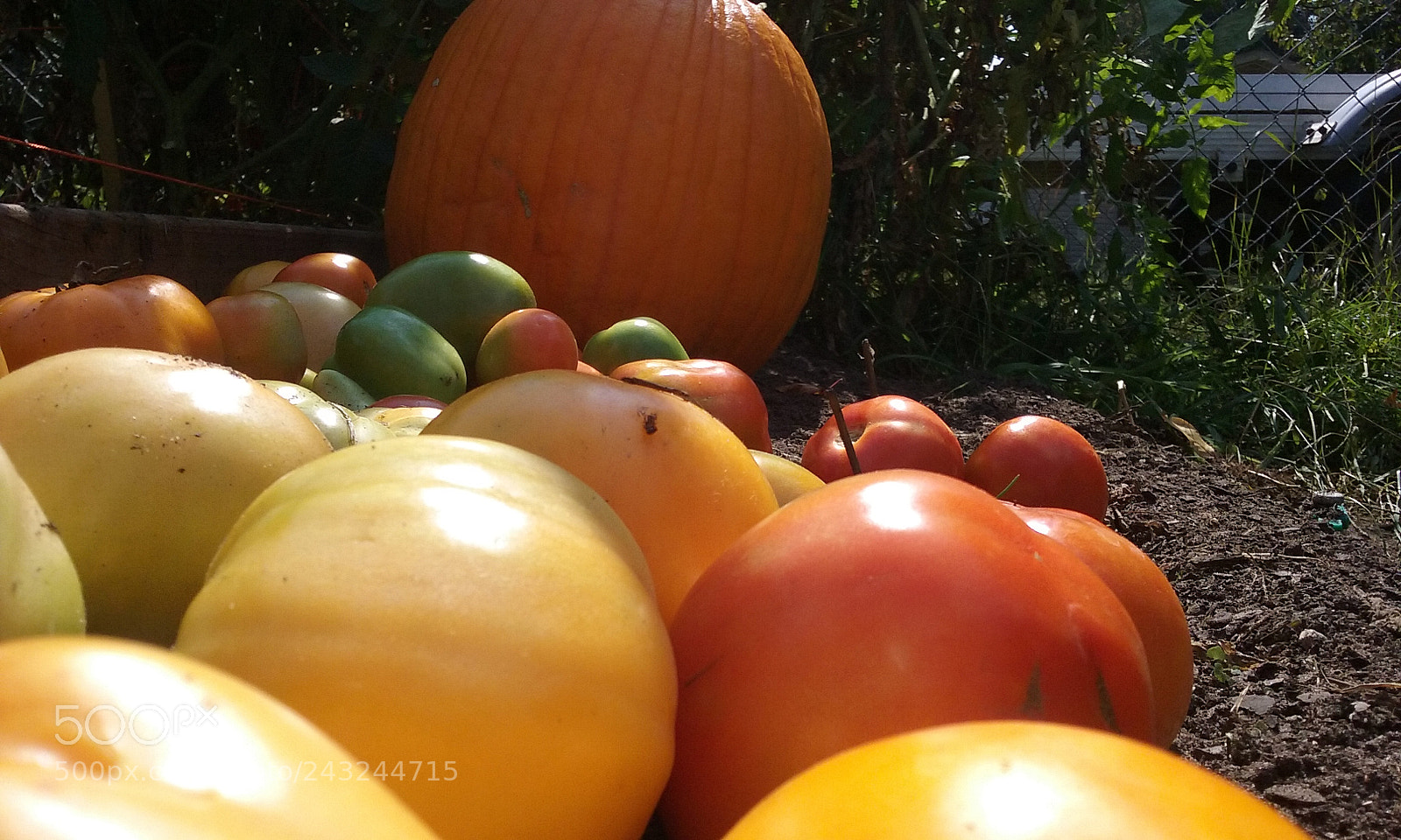 Samsung Galaxy Core Prime sample photo. Tomato photography