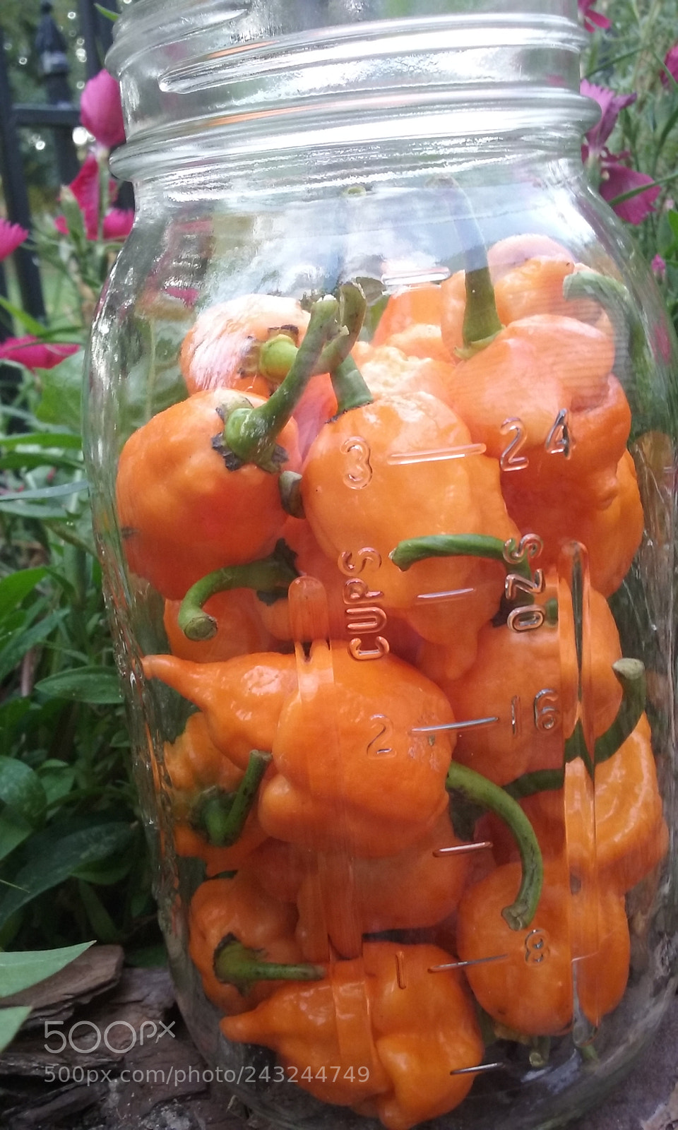 Samsung Galaxy Core Prime sample photo. Scorpion peppers photography