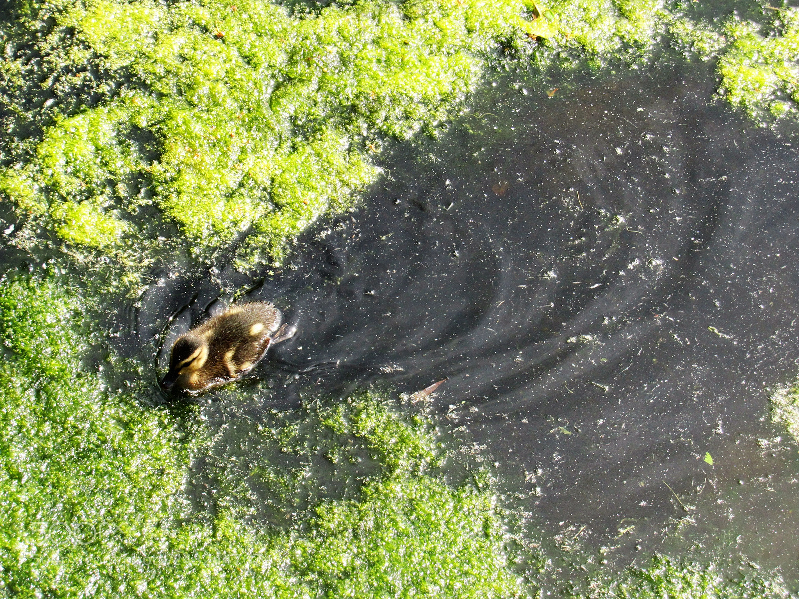 Canon PowerShot SX530 HS sample photo. Duckling photography