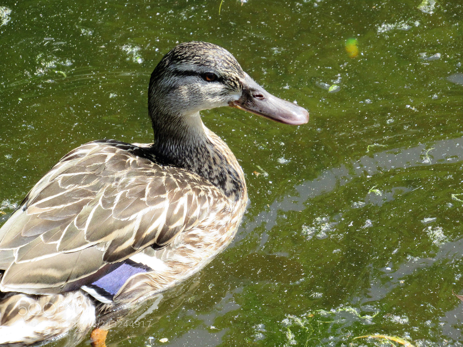 Canon PowerShot SX530 HS sample photo. Just keep swimming photography