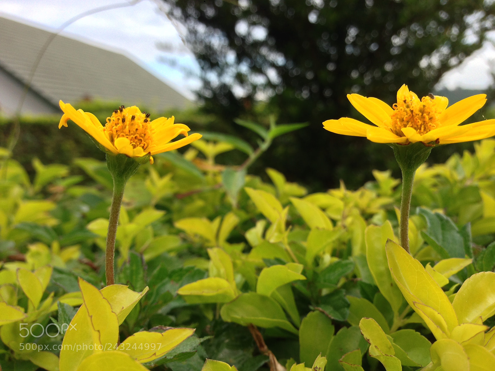 Apple iPhone 5 sample photo. Untitled photography
