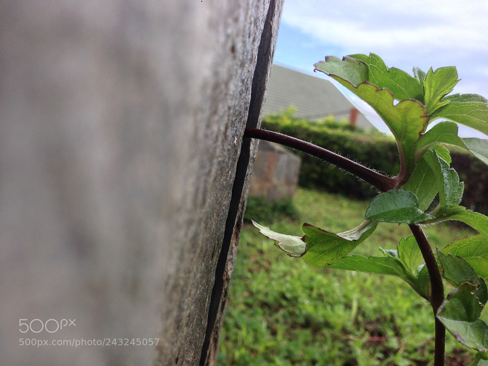 Apple iPhone 5 sample photo. Untitled photography