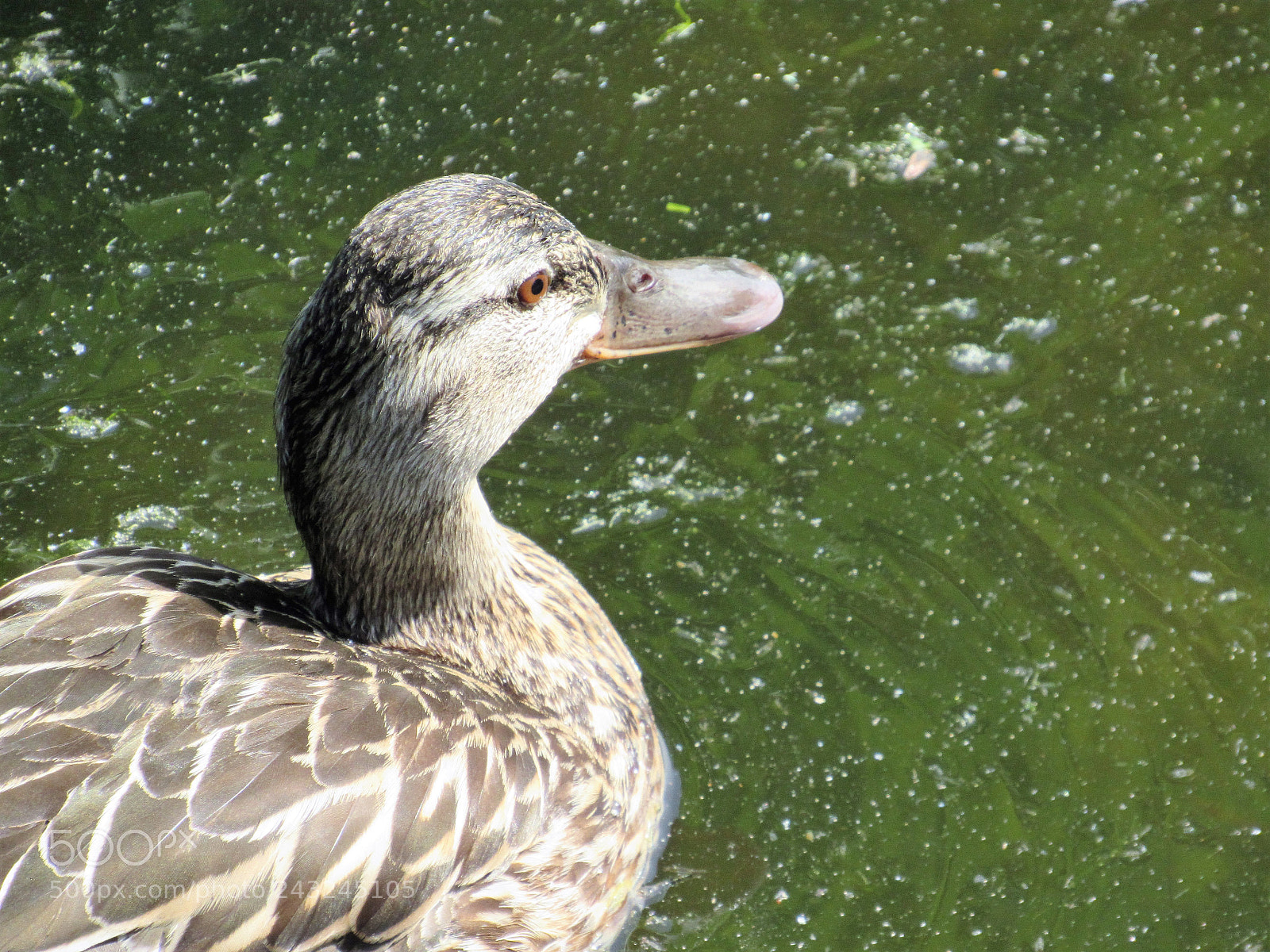 Canon PowerShot SX530 HS sample photo. Gazing off into the photography