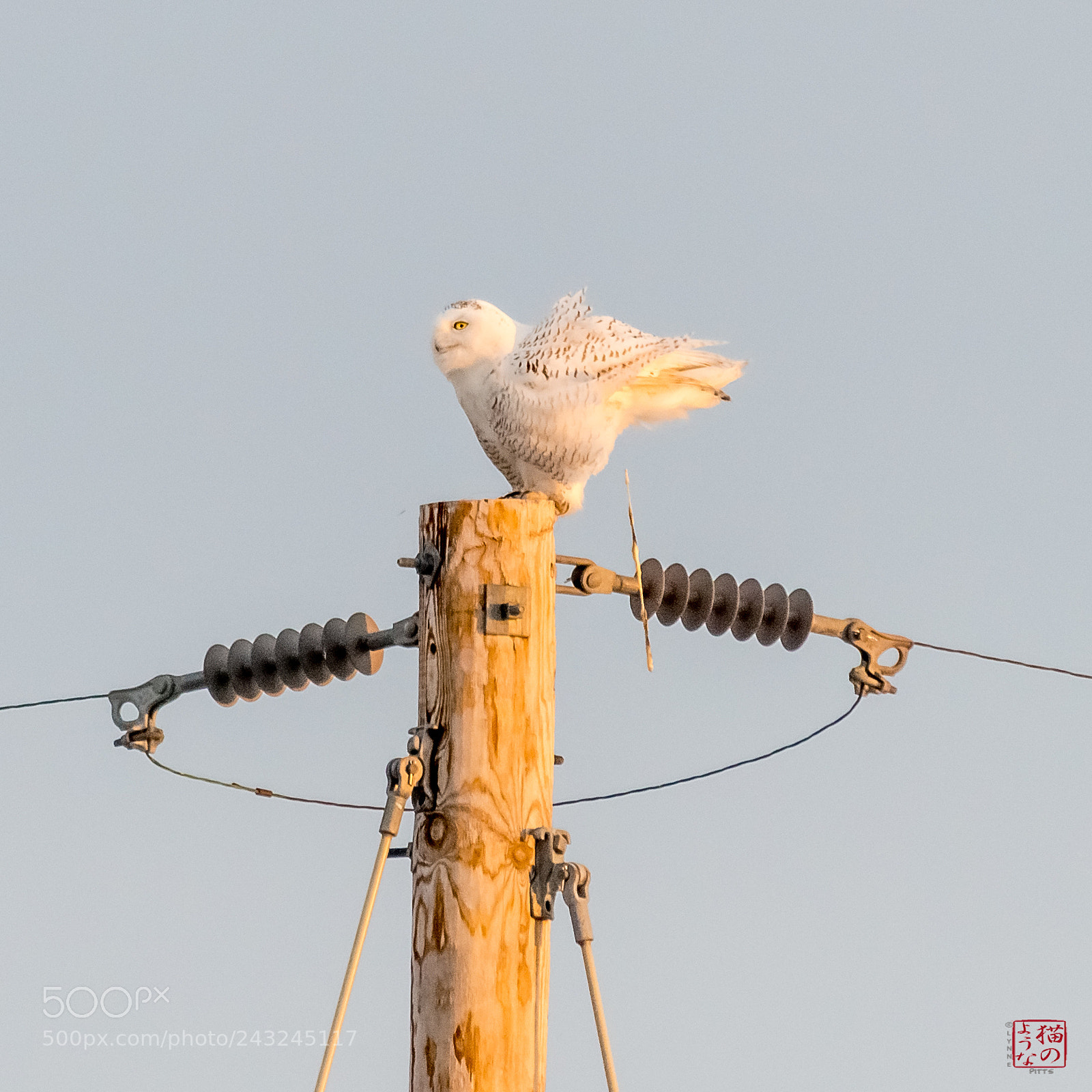 Nikon D800 sample photo. Slicker than snowy owl photography