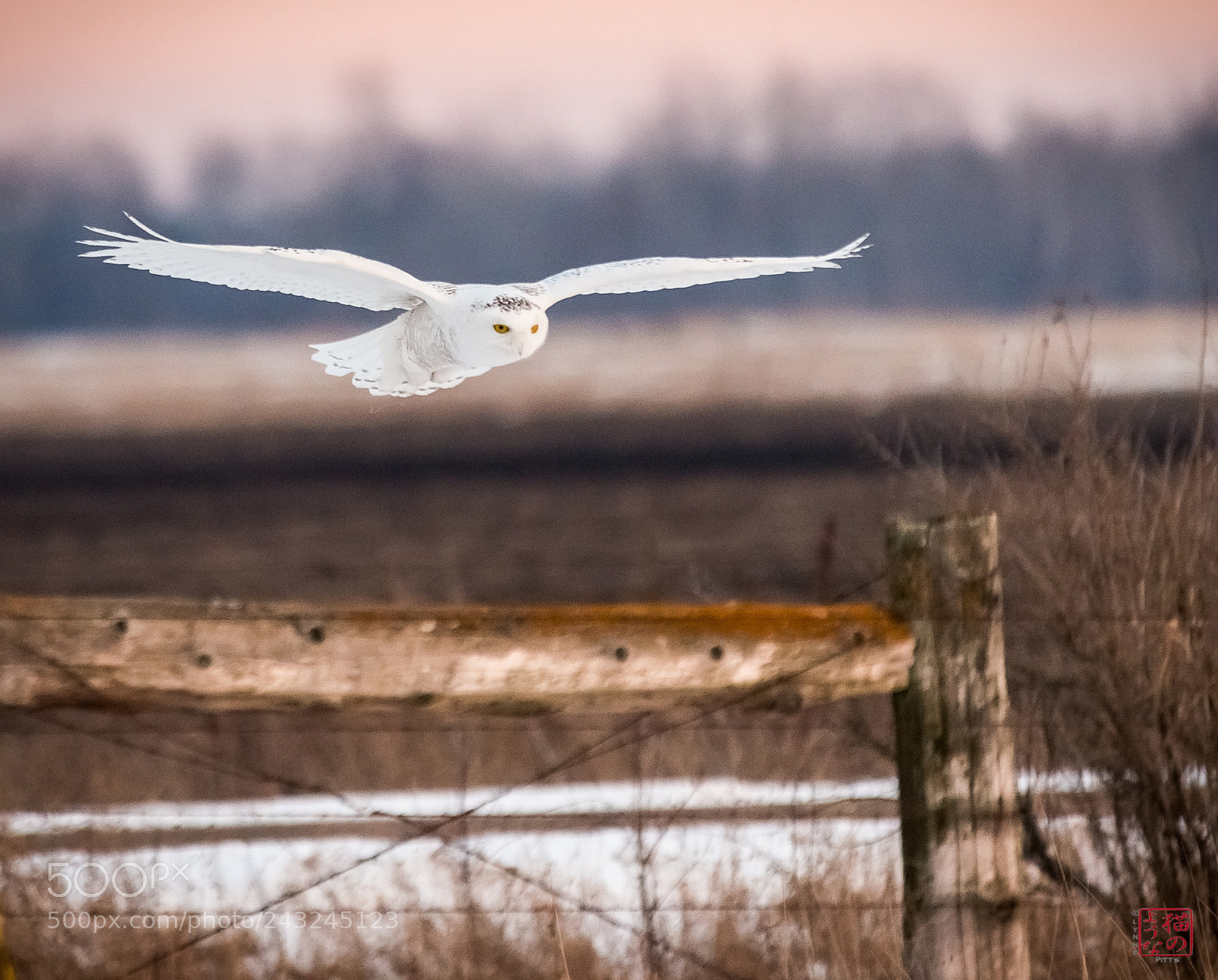 Nikon D800 sample photo. Snowy owl inbound photography